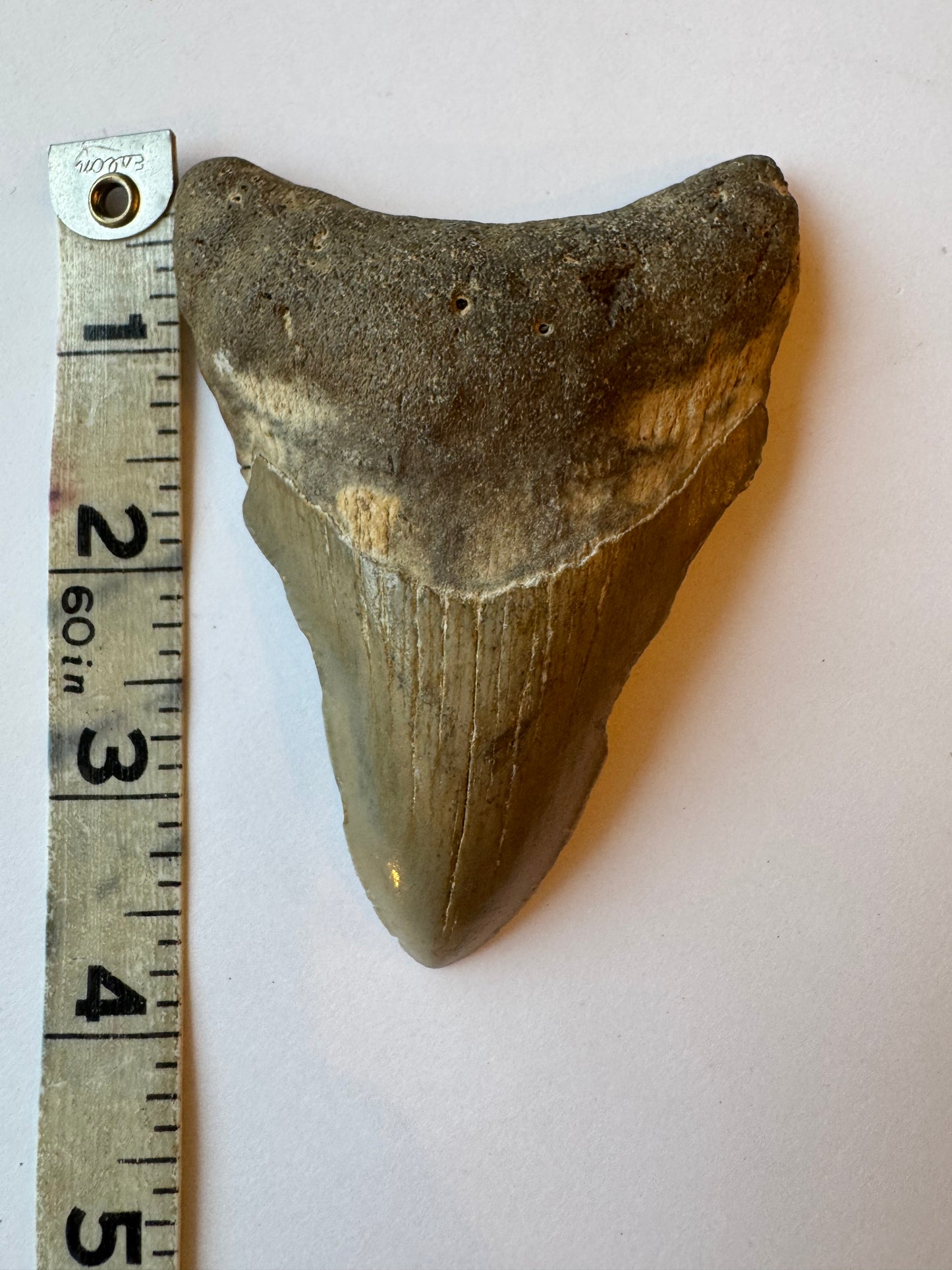 Megalodon Tooth -Fossil Shark Tooth -98 g - Moon Room Shop and Wellness