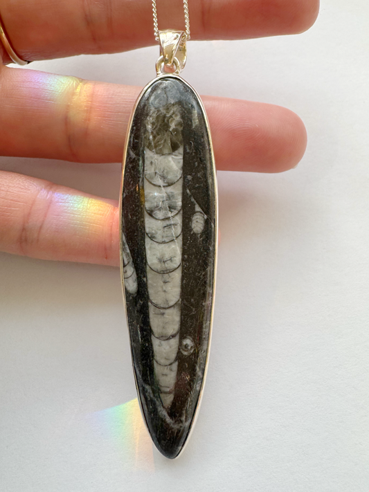 Orthoceras Sterling Silver Pendant w Chain - Moon Room Shop and Wellness