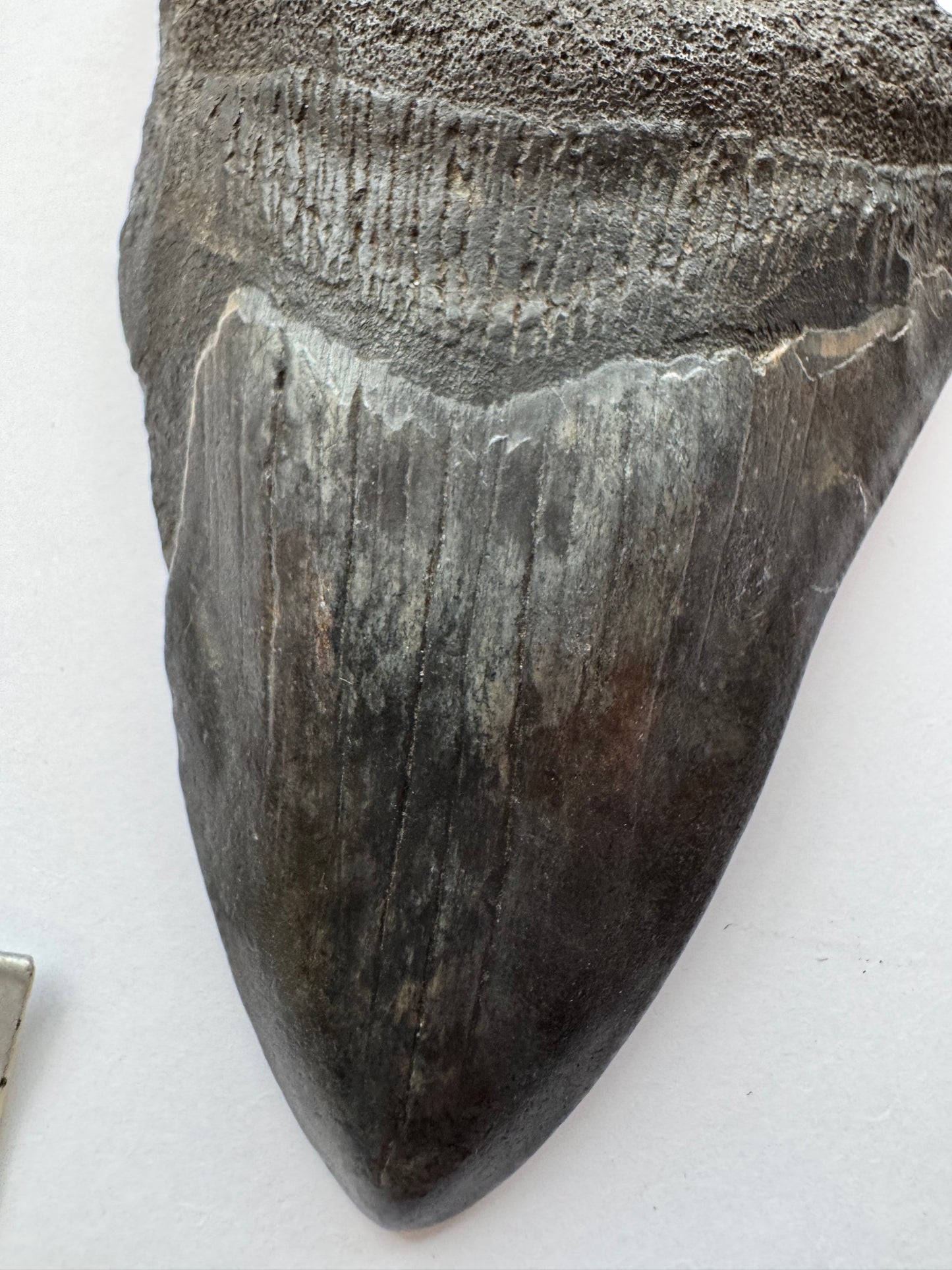 Megalodon Tooth -Fossil Shark Tooth -98 g - Moon Room Shop and Wellness