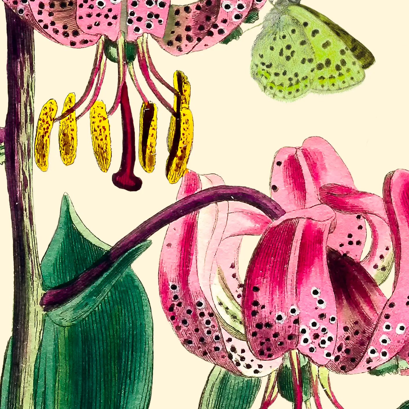 Pink Drops Botanical Greeting Card- Blank - Moon Room Shop and Wellness