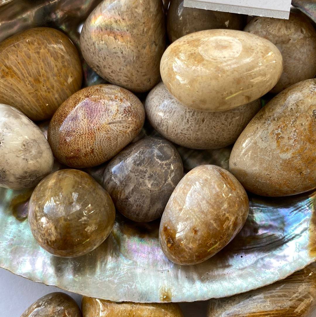 Agatized Fossilized Coral Tumbled - Moon Room Shop and Wellness