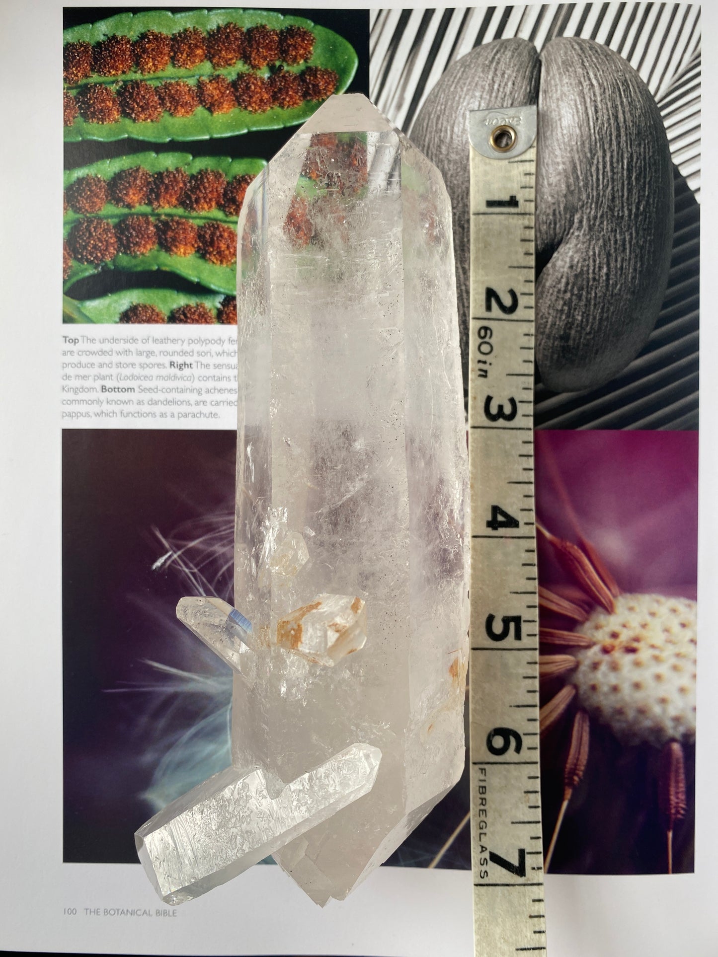 Clear Quartz Point 1.2 lb Brazil - Moon Room Shop and Wellness