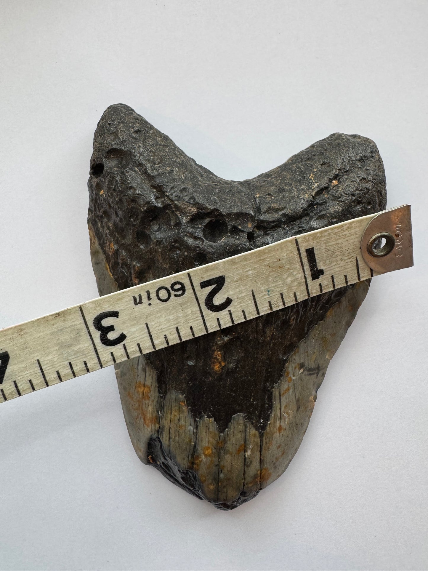 Megalodon Tooth -Fossil Shark Tooth -244 g - Moon Room Shop and Wellness