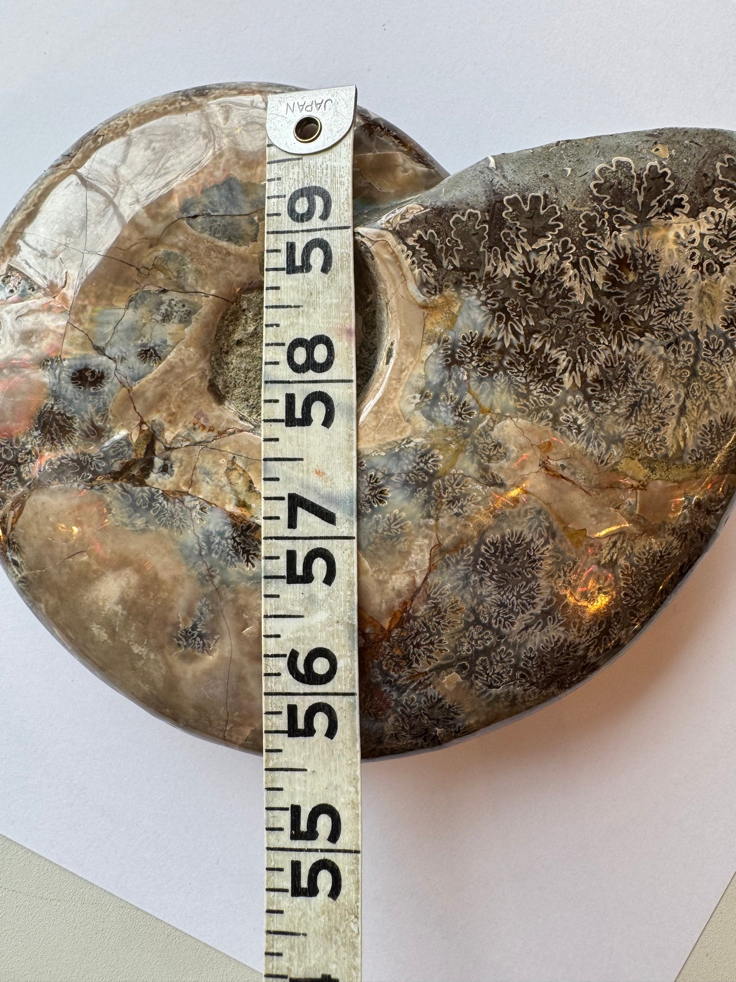 Ammonite Fossil Bowl 1.88 lb Mexico - Moon Room Shop and Wellness