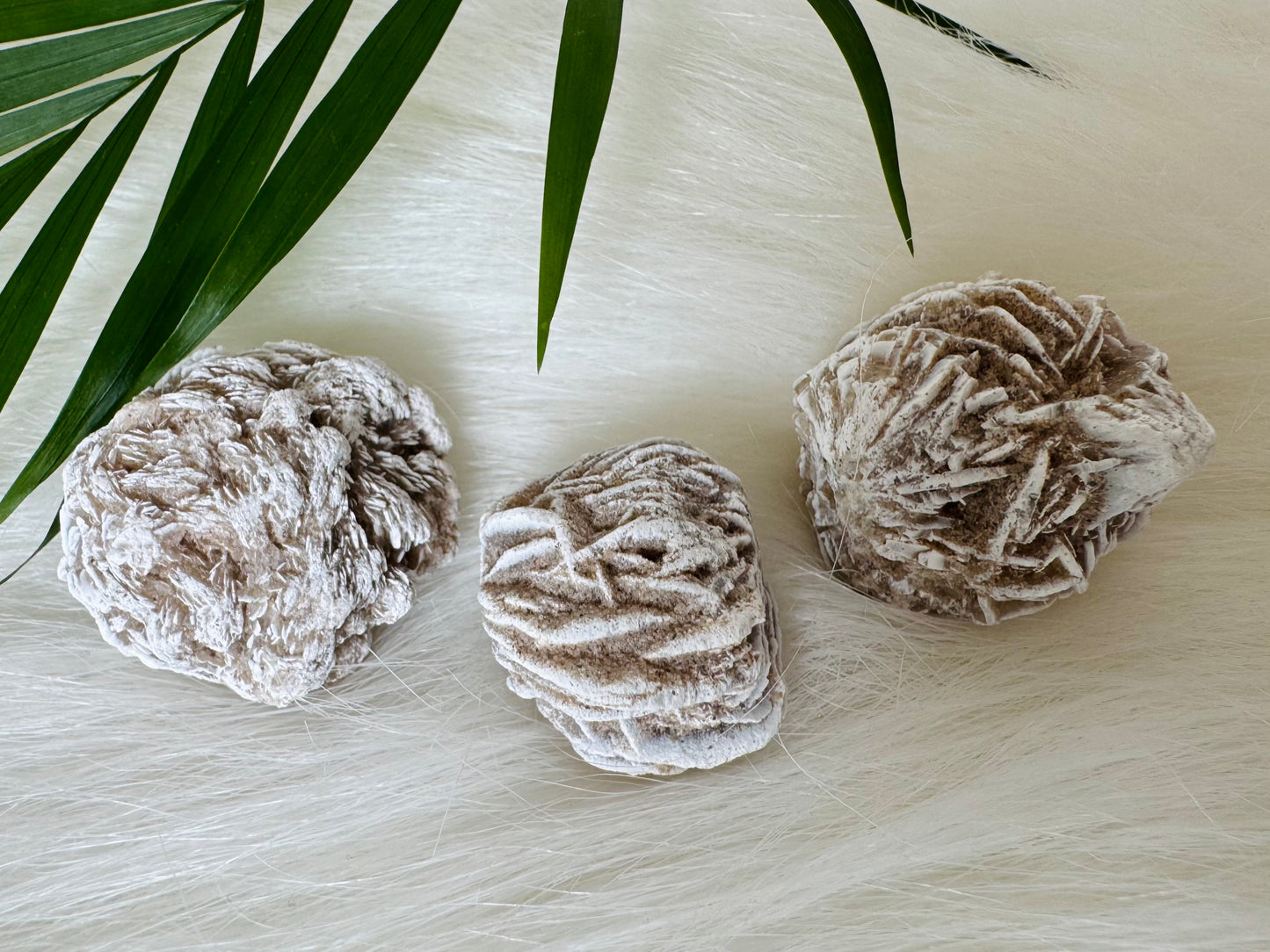 Desert Rose Selenite - Moon Room Shop and Wellness