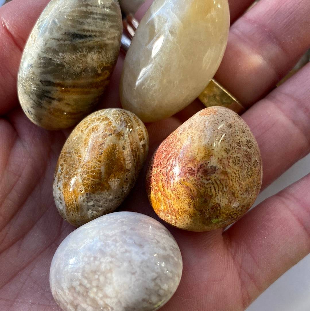 Agatized Fossilized Coral Tumbled - Moon Room Shop and Wellness