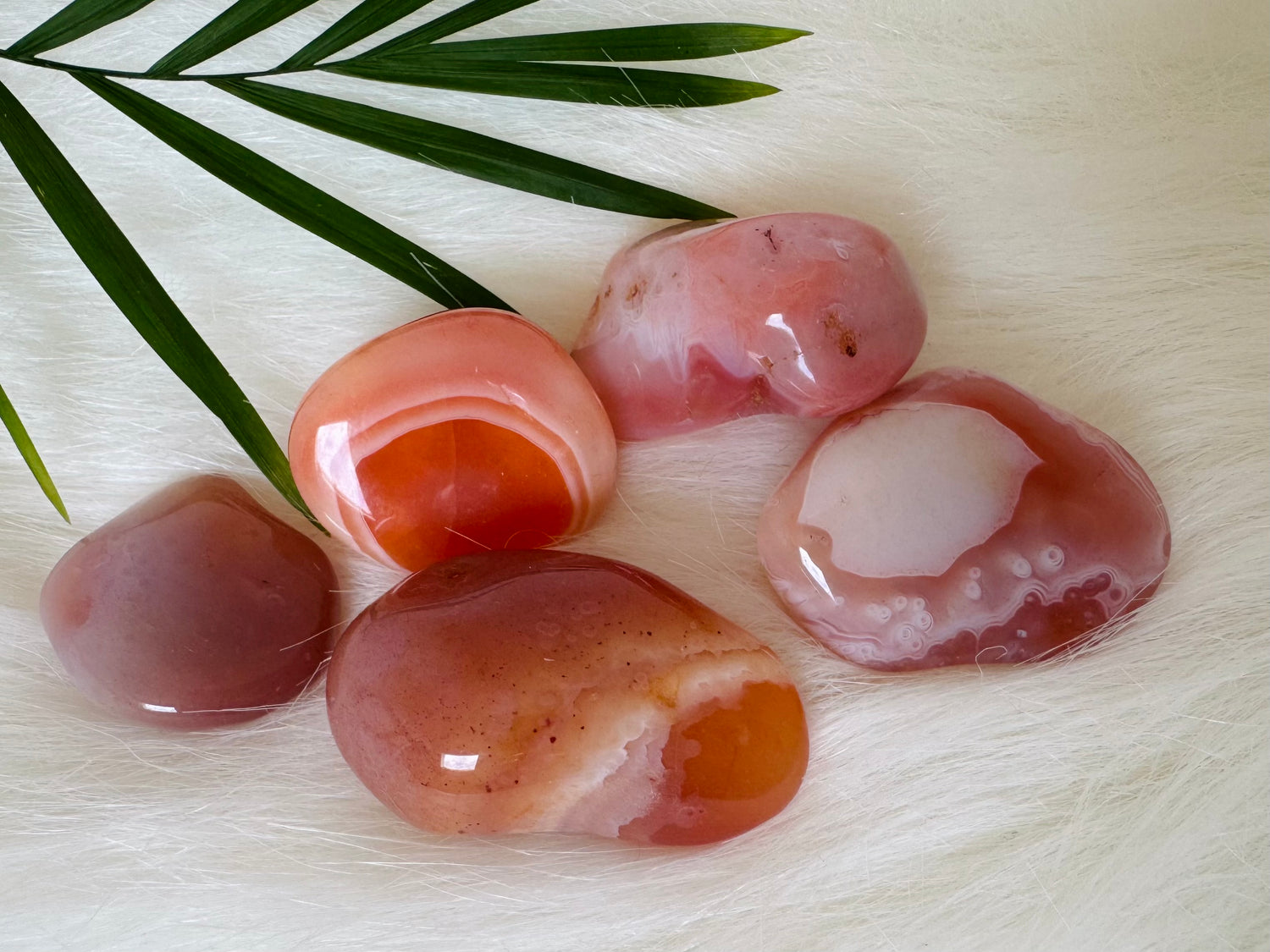 Apricot Agate Tumbled - Moon Room Shop and Wellness
