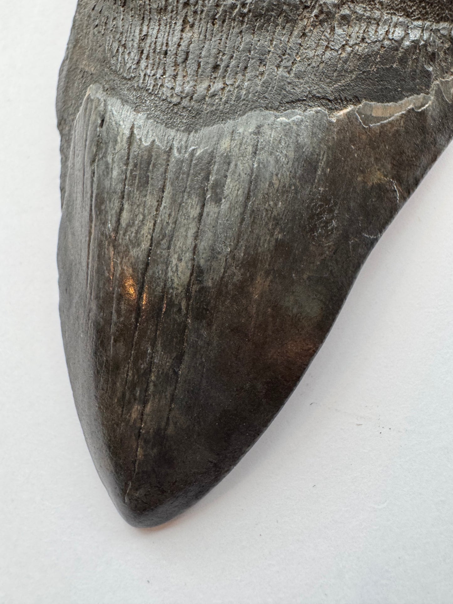 Megalodon Tooth -Fossil Shark Tooth -98 g - Moon Room Shop and Wellness