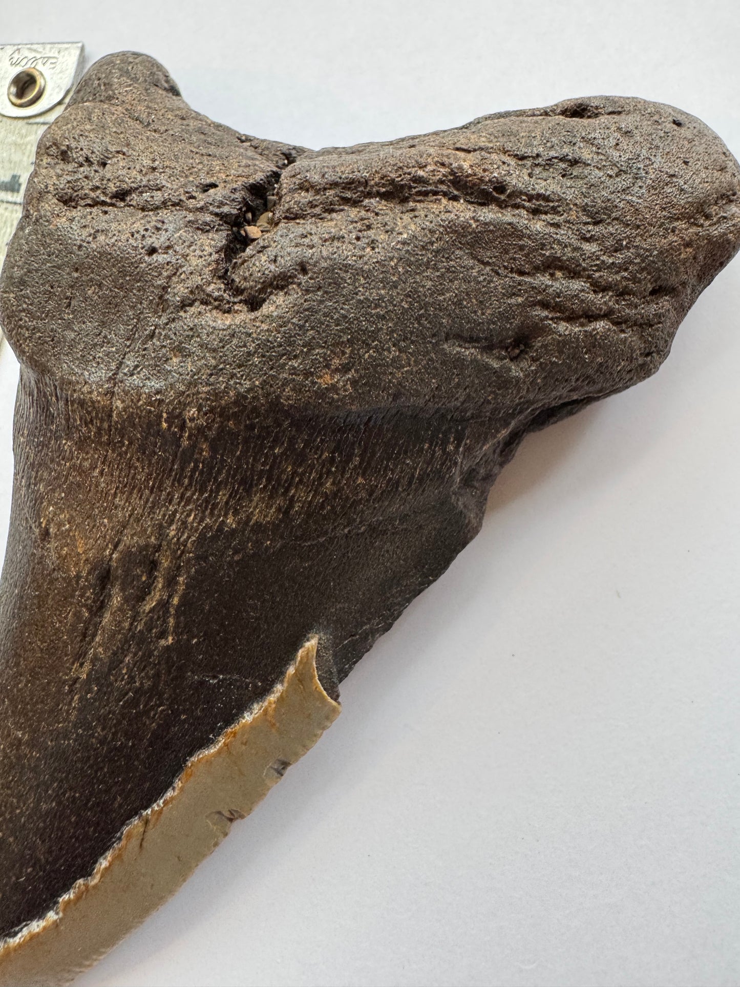 Megalodon Tooth -Fossil Shark Tooth -200 g - Moon Room Shop and Wellness