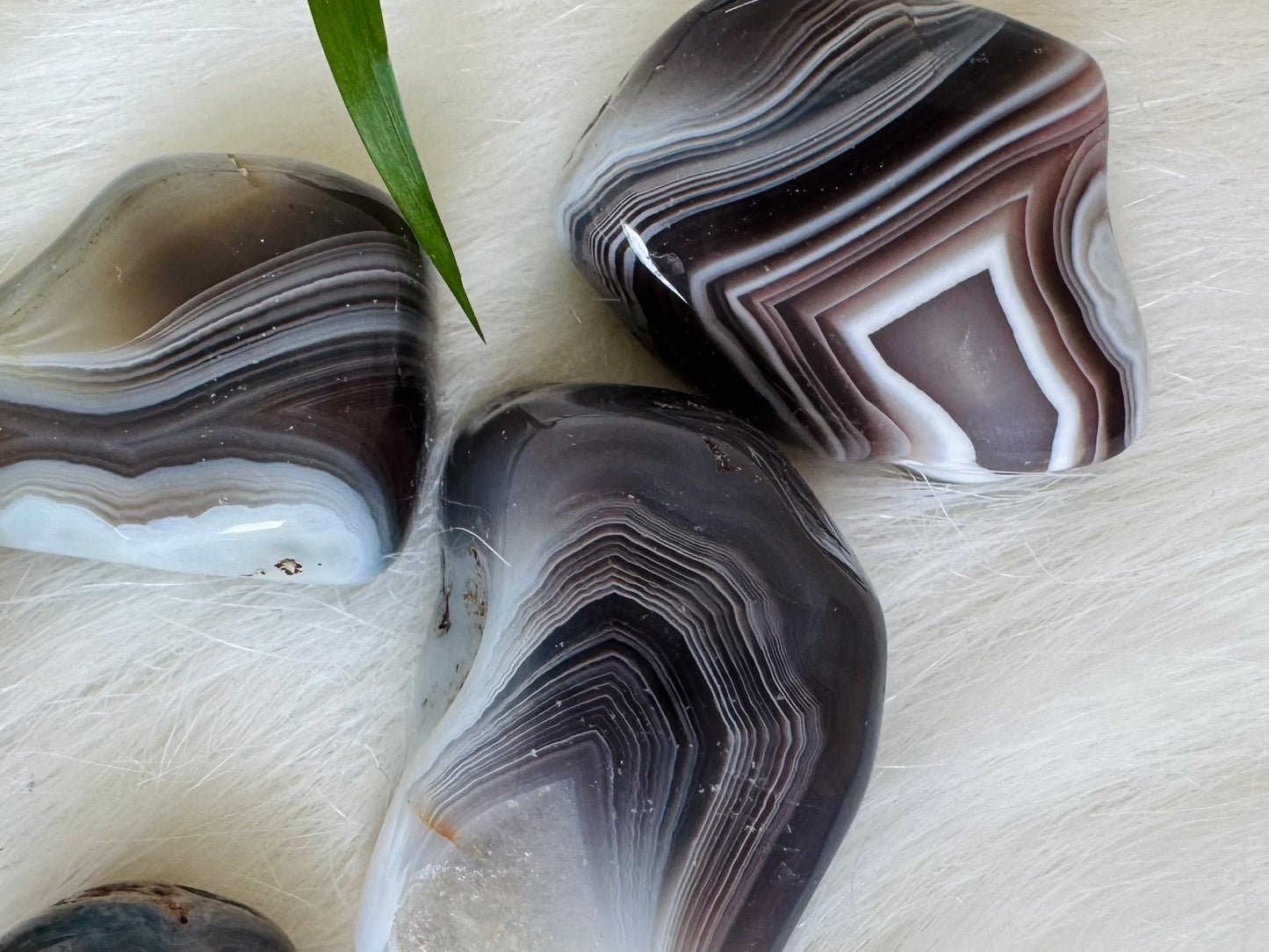 Botswana Agate Tumbled - Moon Room Shop and Wellness