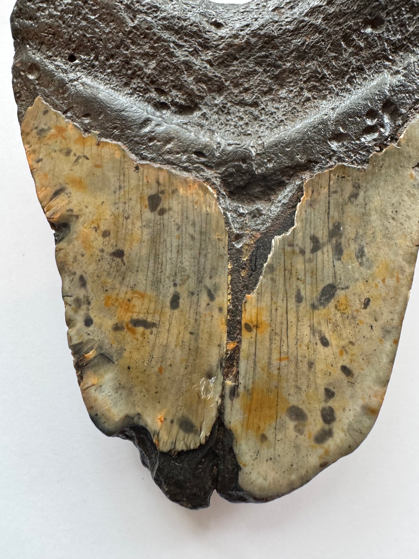Megalodon Tooth -Fossil Shark Tooth -244 g - Moon Room Shop and Wellness