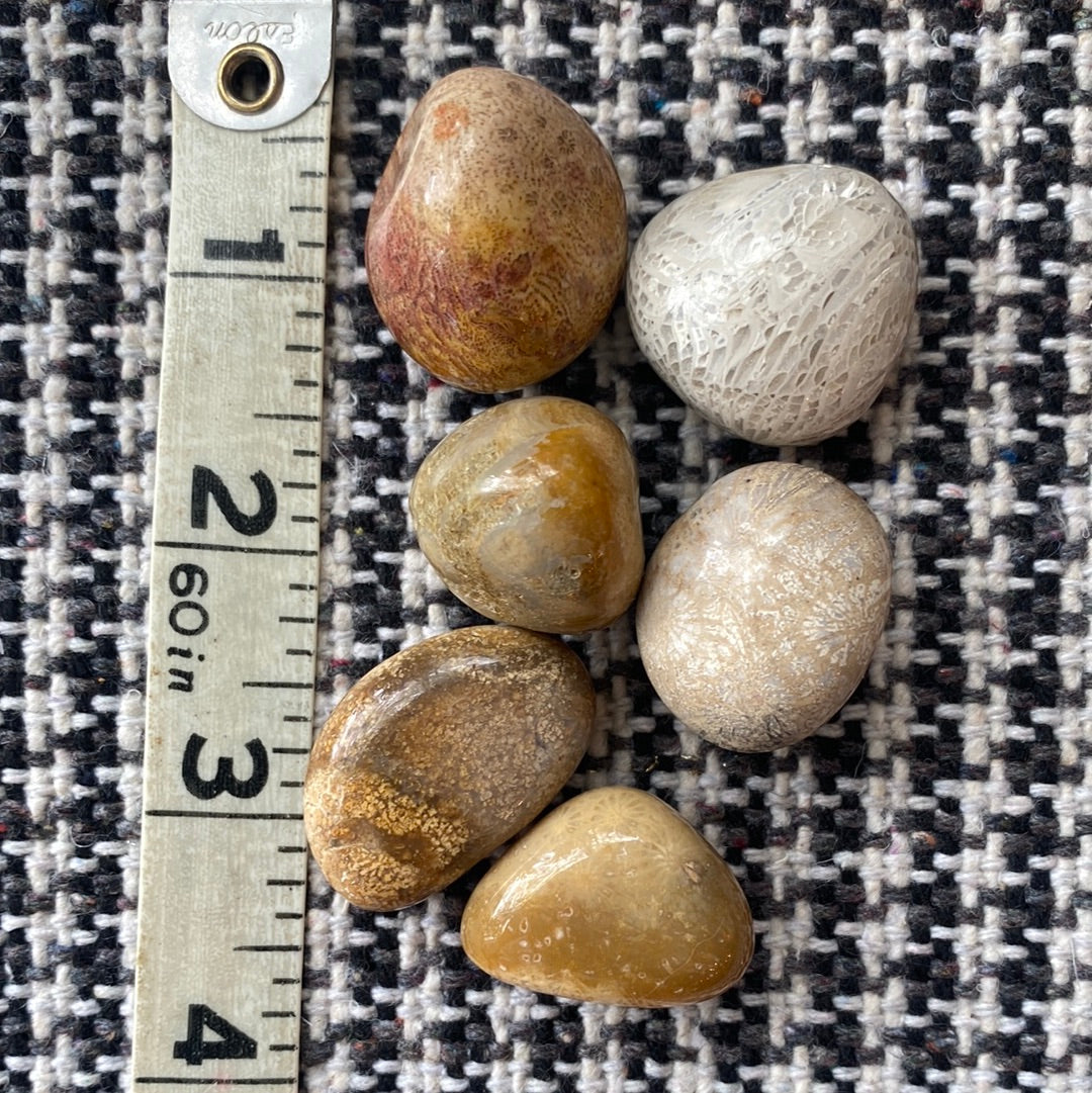 Natural Fossilized Coral Tumbled- 10+ Million Years old! - Moon Room Shop and Wellness
