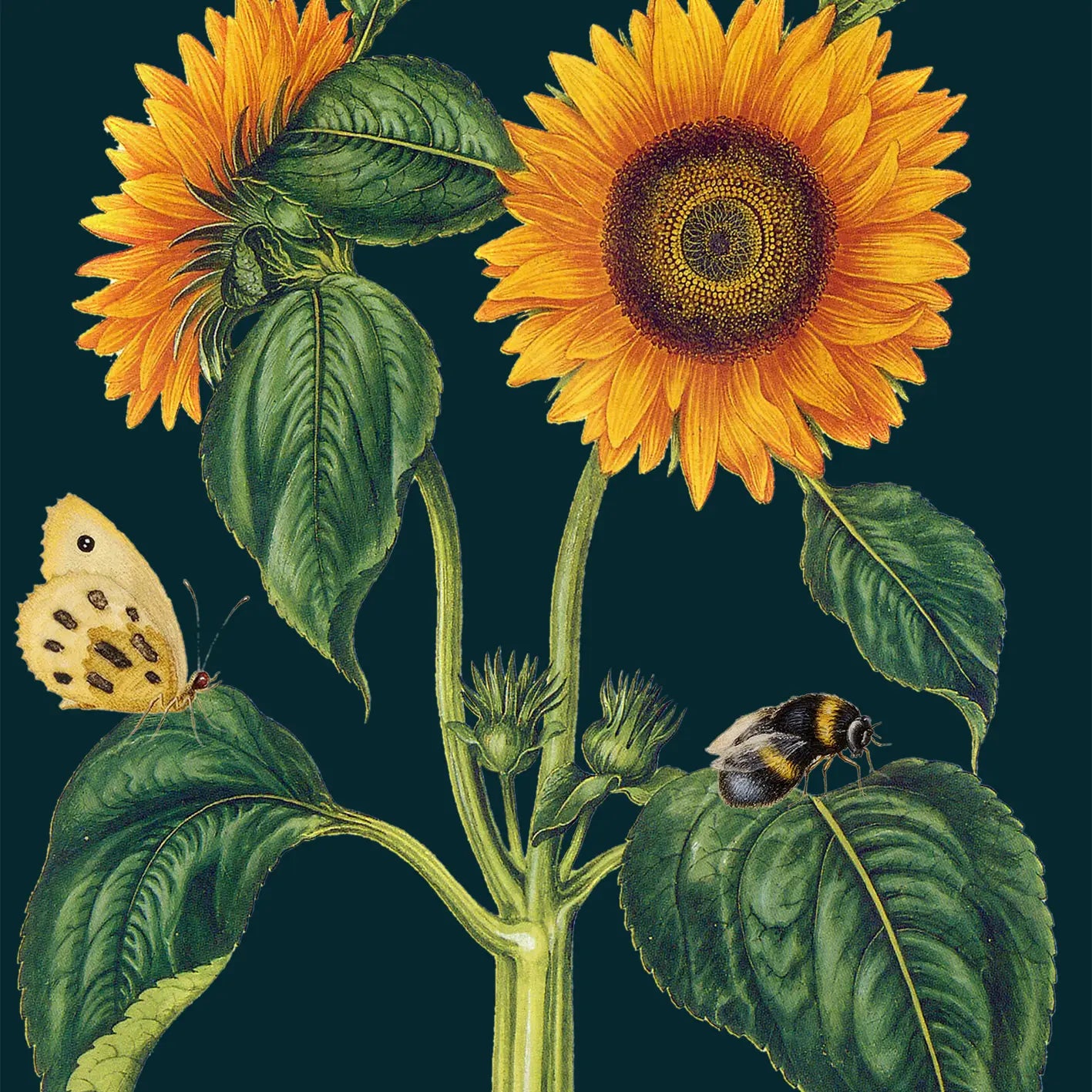 Midnight Botanical Sunflowers Greeting Card- Blank - Moon Room Shop and Wellness