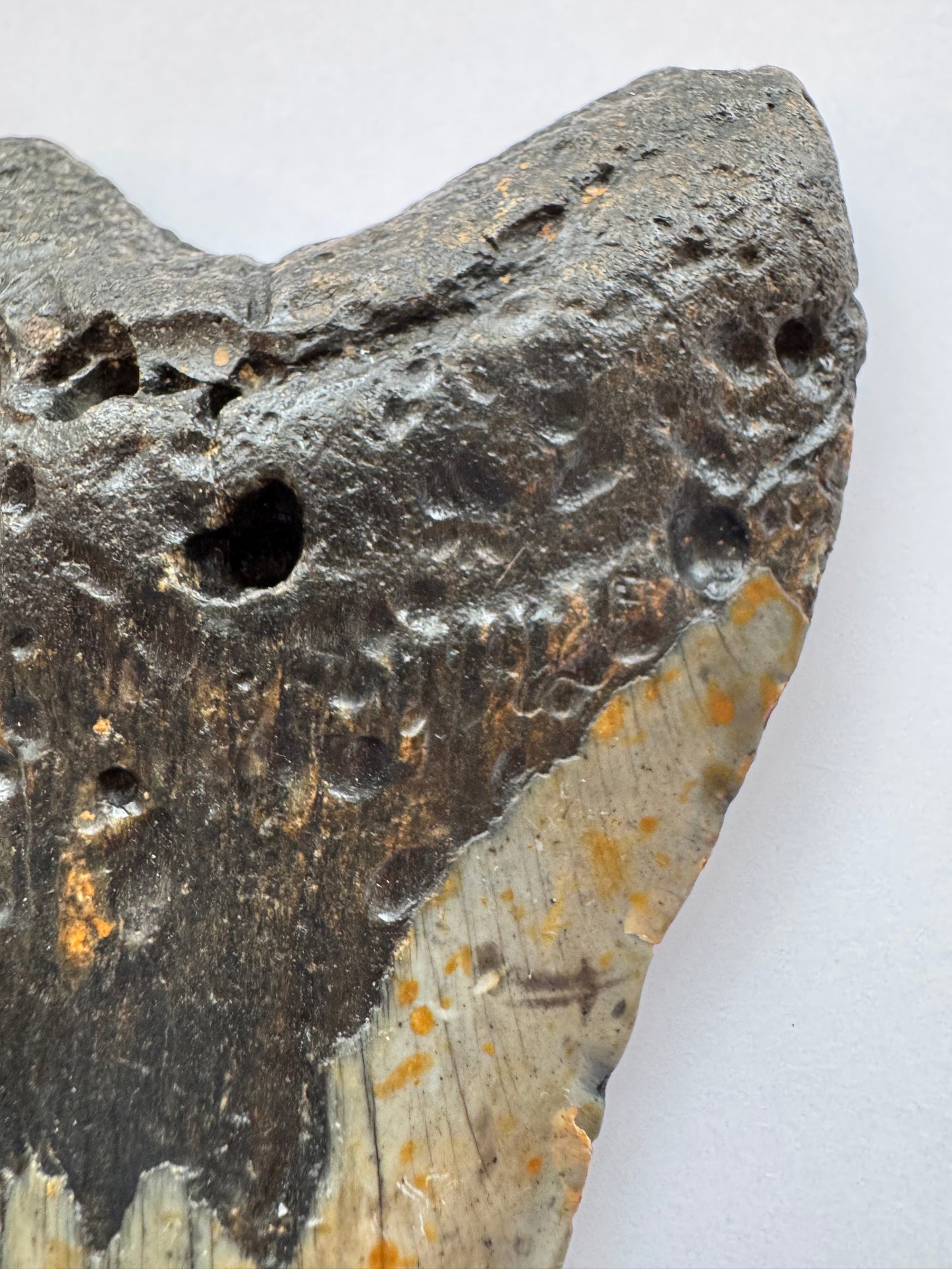 Megalodon Tooth -Fossil Shark Tooth -244 g - Moon Room Shop and Wellness