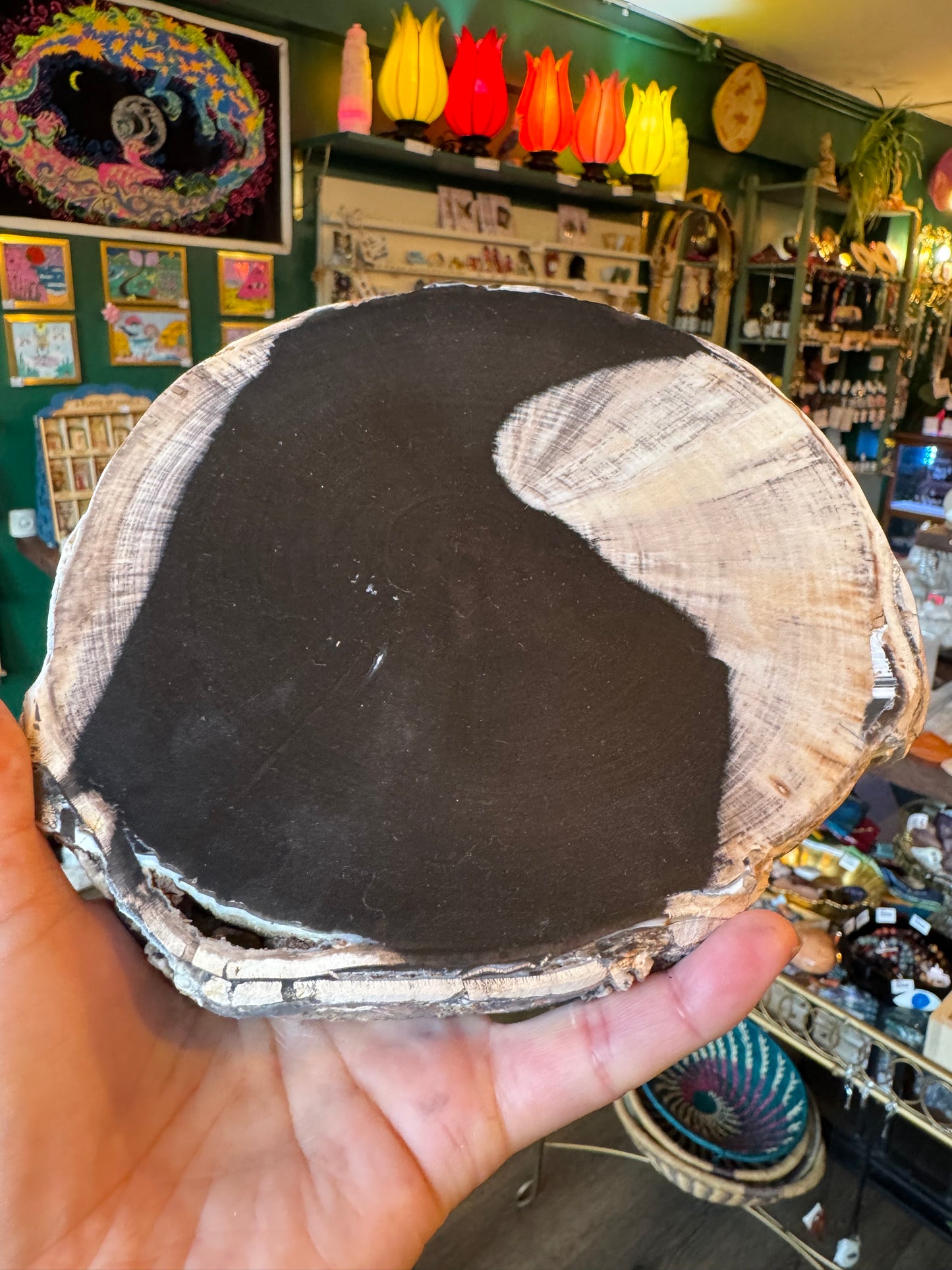 Petrified Wood Slab 2.5 lb with stand - Mexico - Moon Room Shop and Wellness