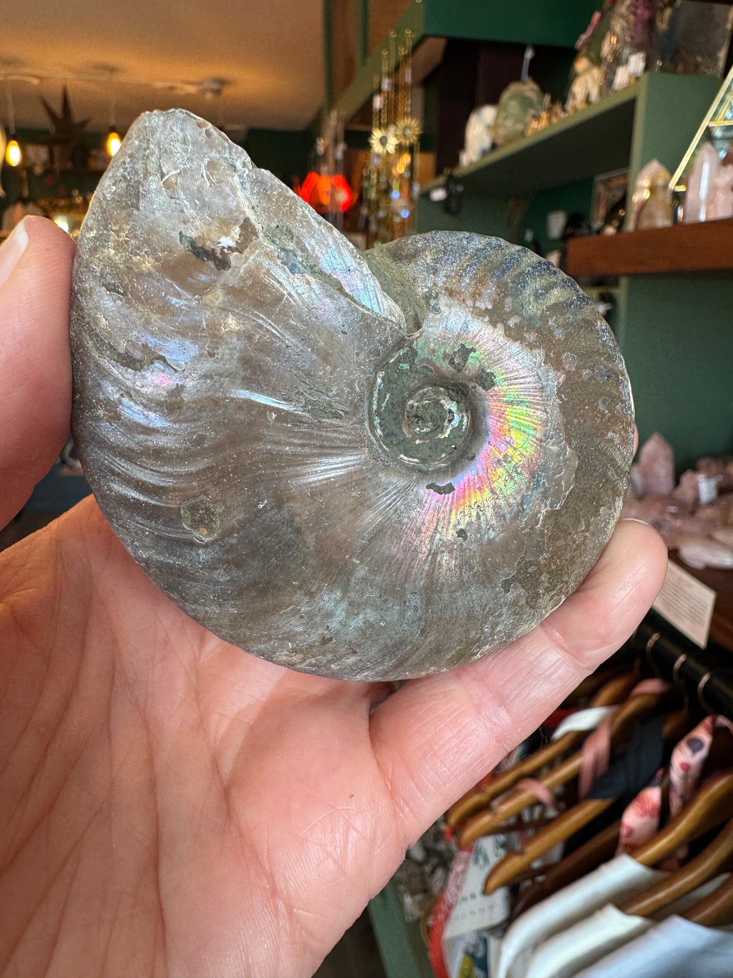 Opalescent Ammonite Fossil 126 g