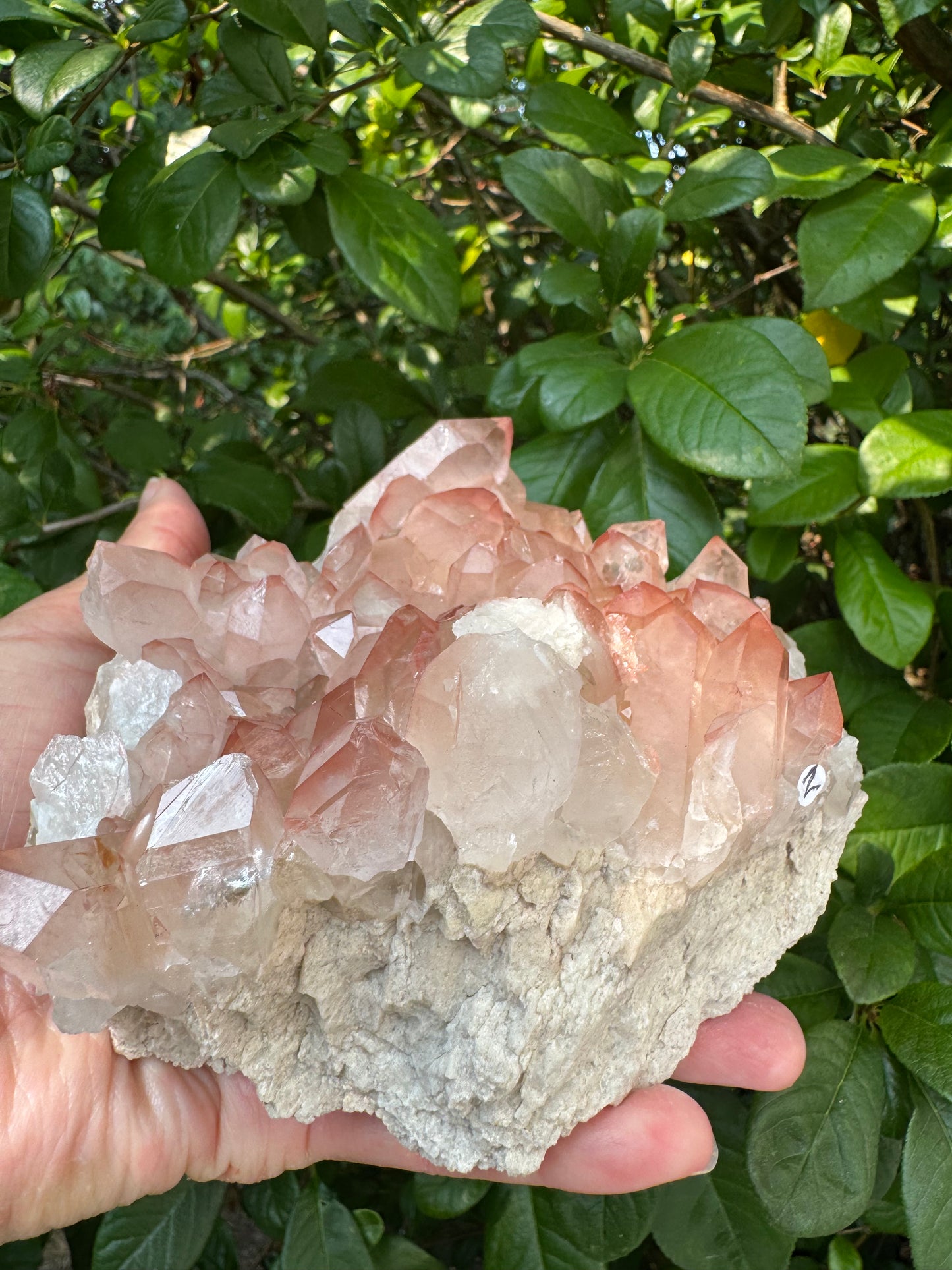 Pink Lithium Quartz Cluster 2.2lb - Brazil- Peaceful Beauty! - Moon Room Shop and Wellness