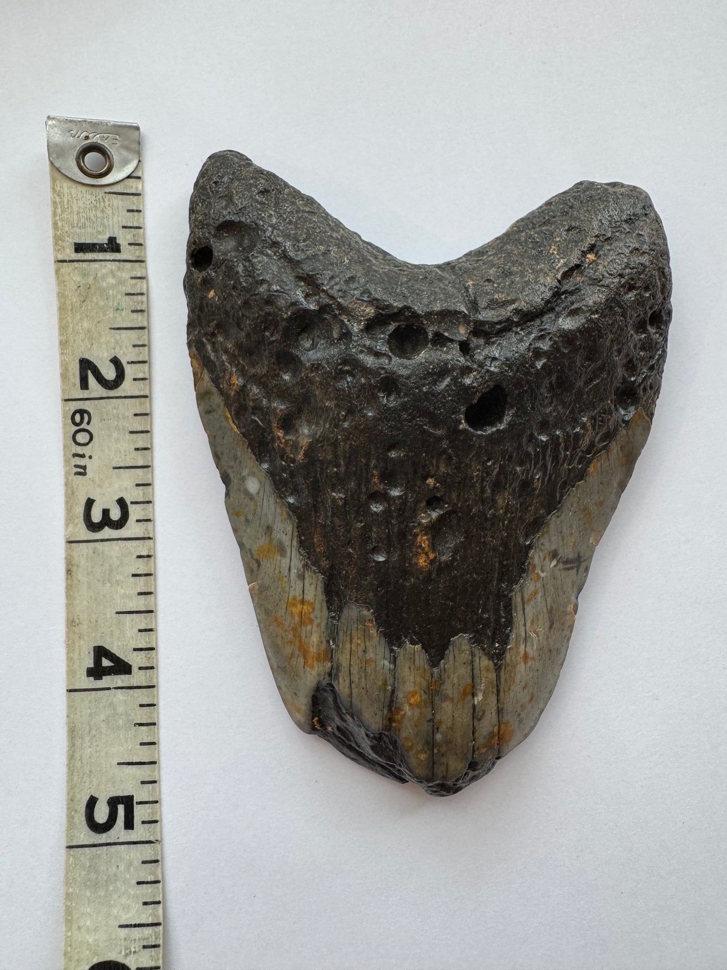 Megalodon Tooth -Fossil Shark Tooth -244 g - Moon Room Shop and Wellness