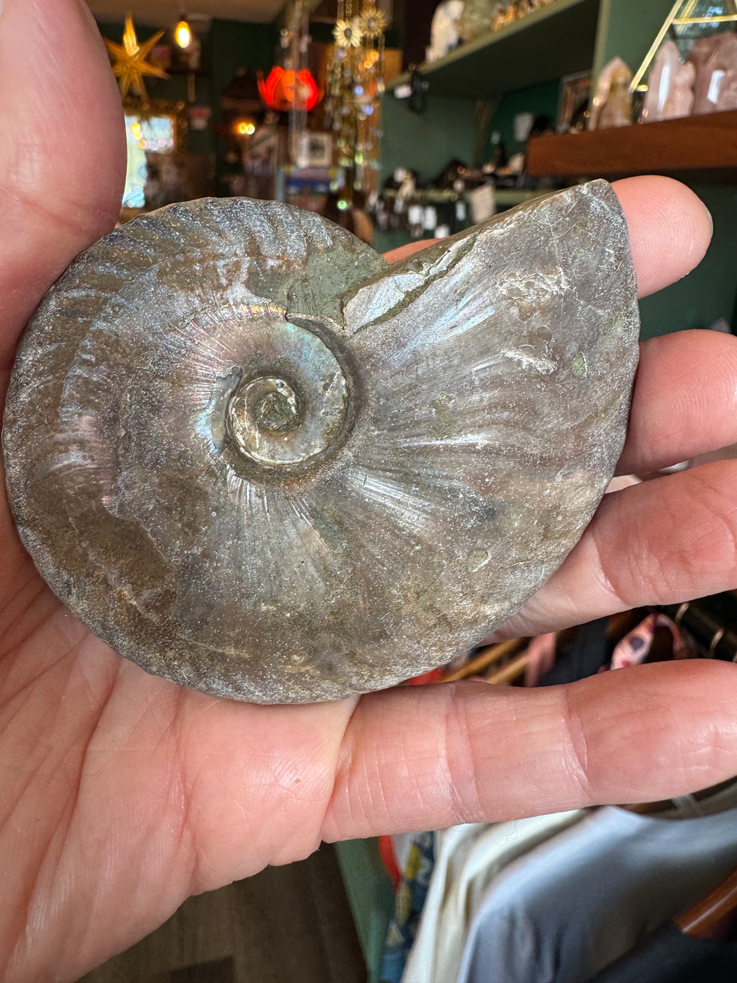 Opalescent Ammonite Fossil 126 g
