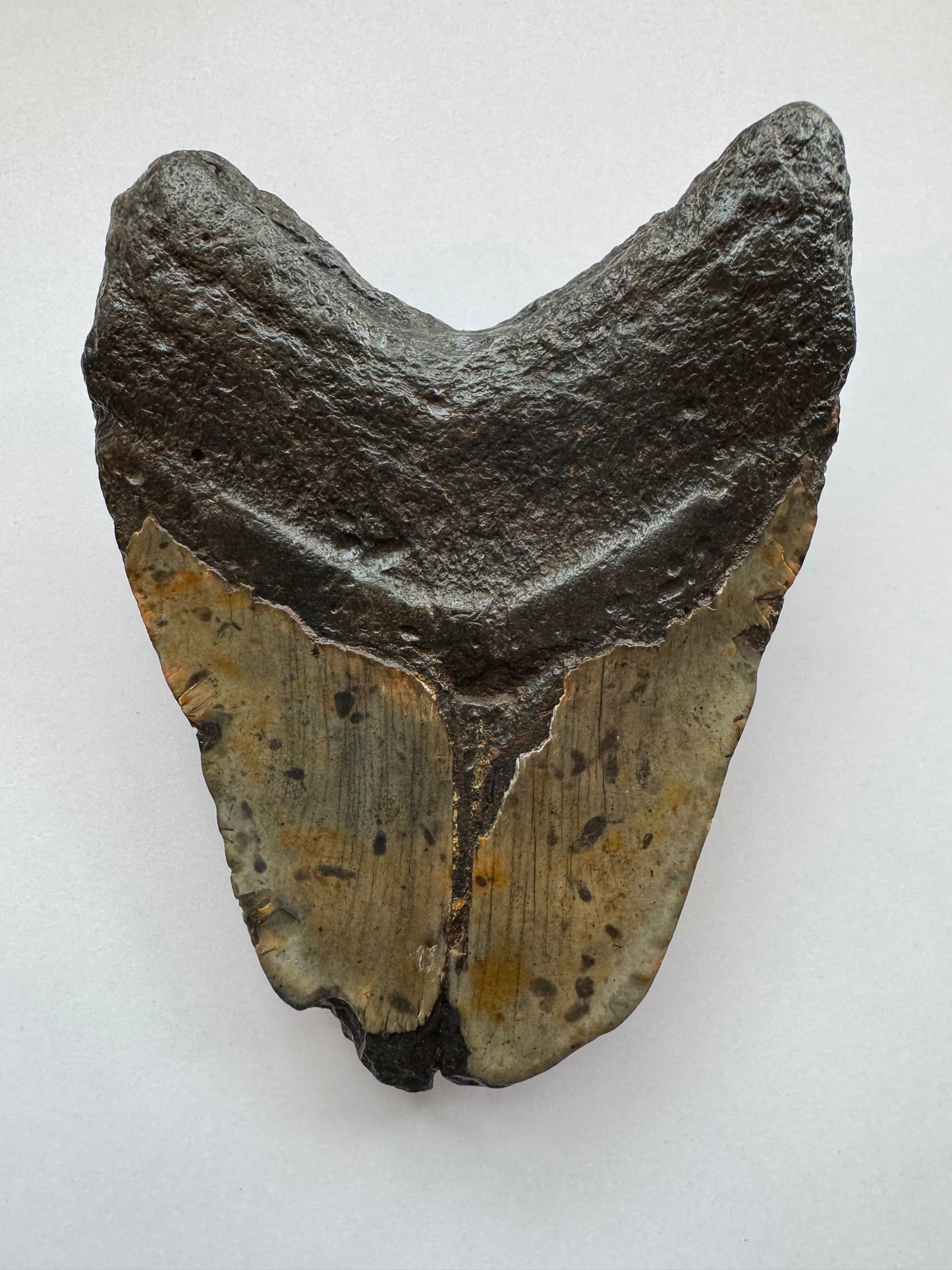Megalodon Tooth -Fossil Shark Tooth -244 g - Moon Room Shop and Wellness
