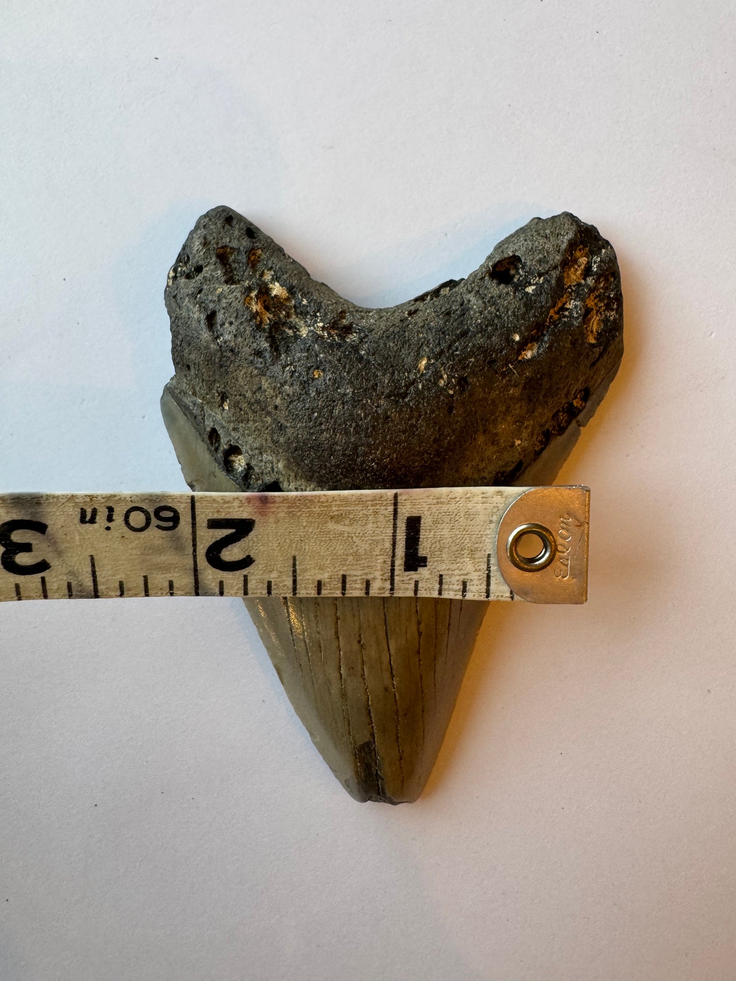 Megalodon Tooth -Fossil Shark Tooth -106 g - Moon Room Shop and Wellness