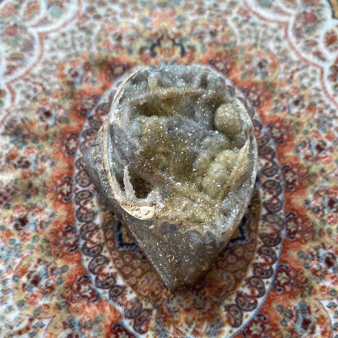 Spiralite Fossilized Gemshell 39 g - Moon Room Shop and Wellness