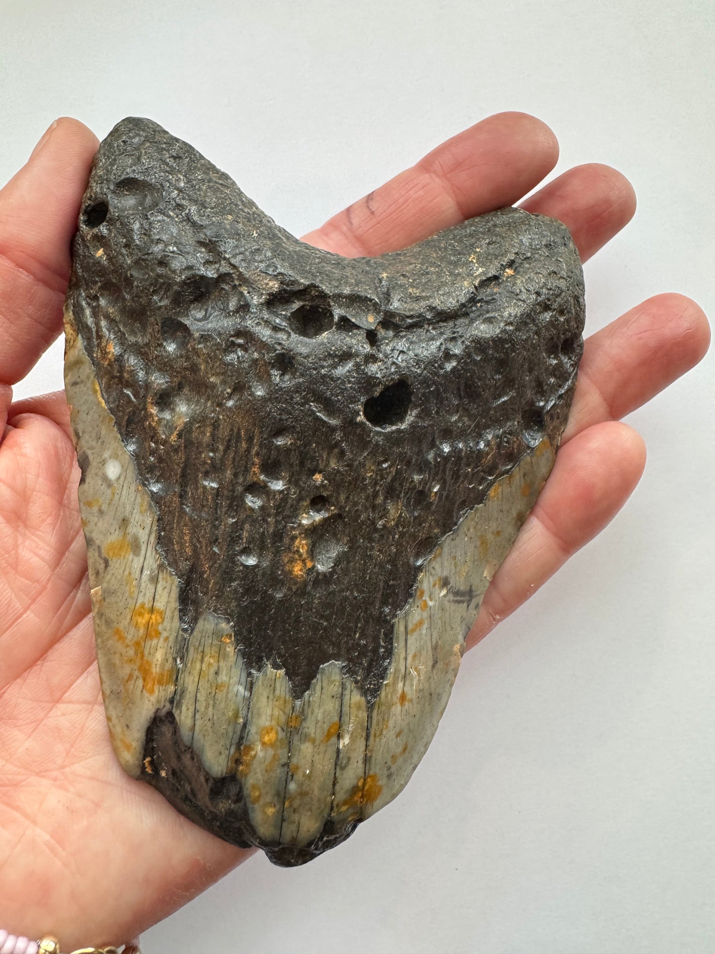Megalodon Tooth -Fossil Shark Tooth -244 g - Moon Room Shop and Wellness