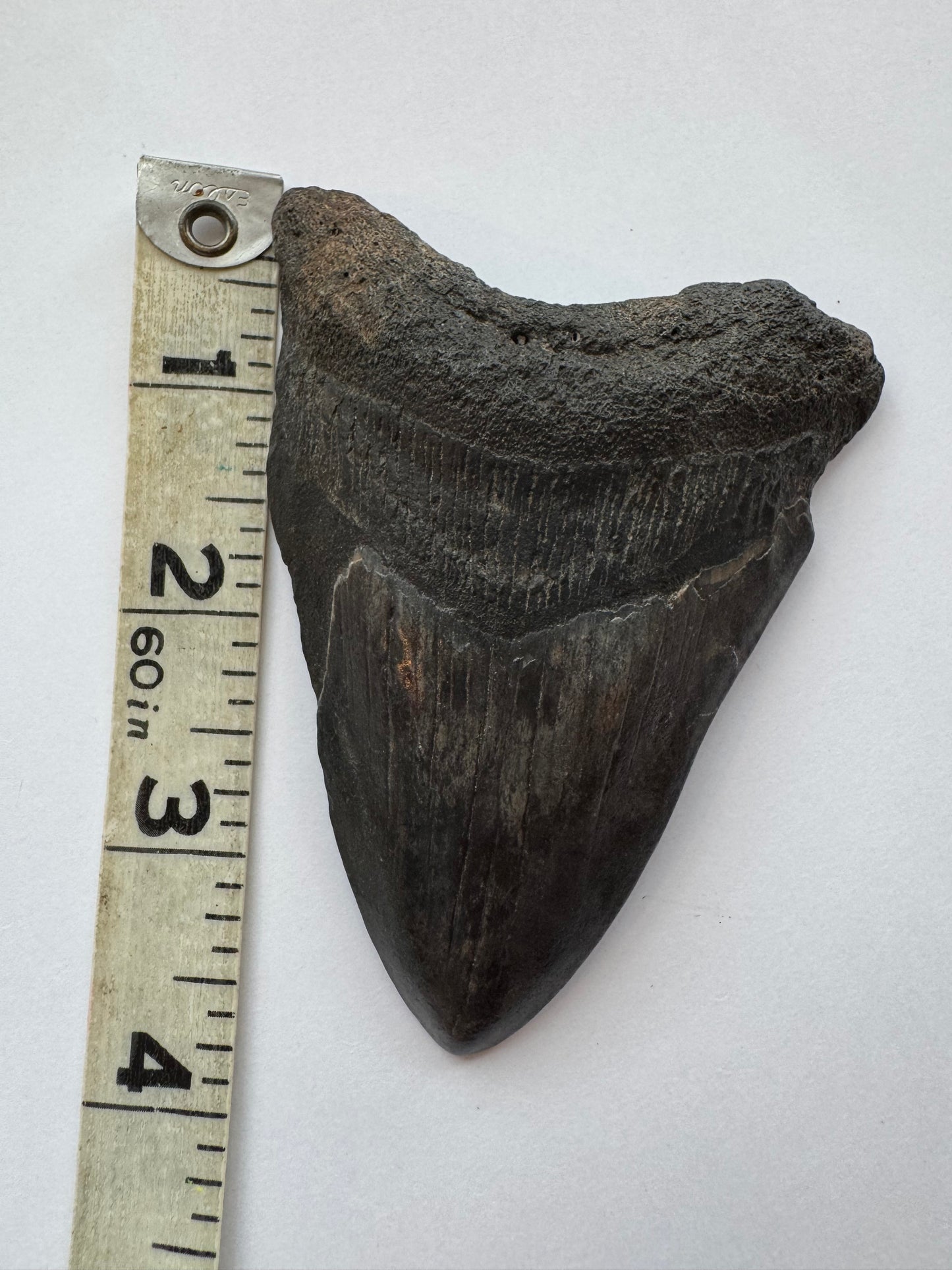 Megalodon Tooth -Fossil Shark Tooth -98 g - Moon Room Shop and Wellness