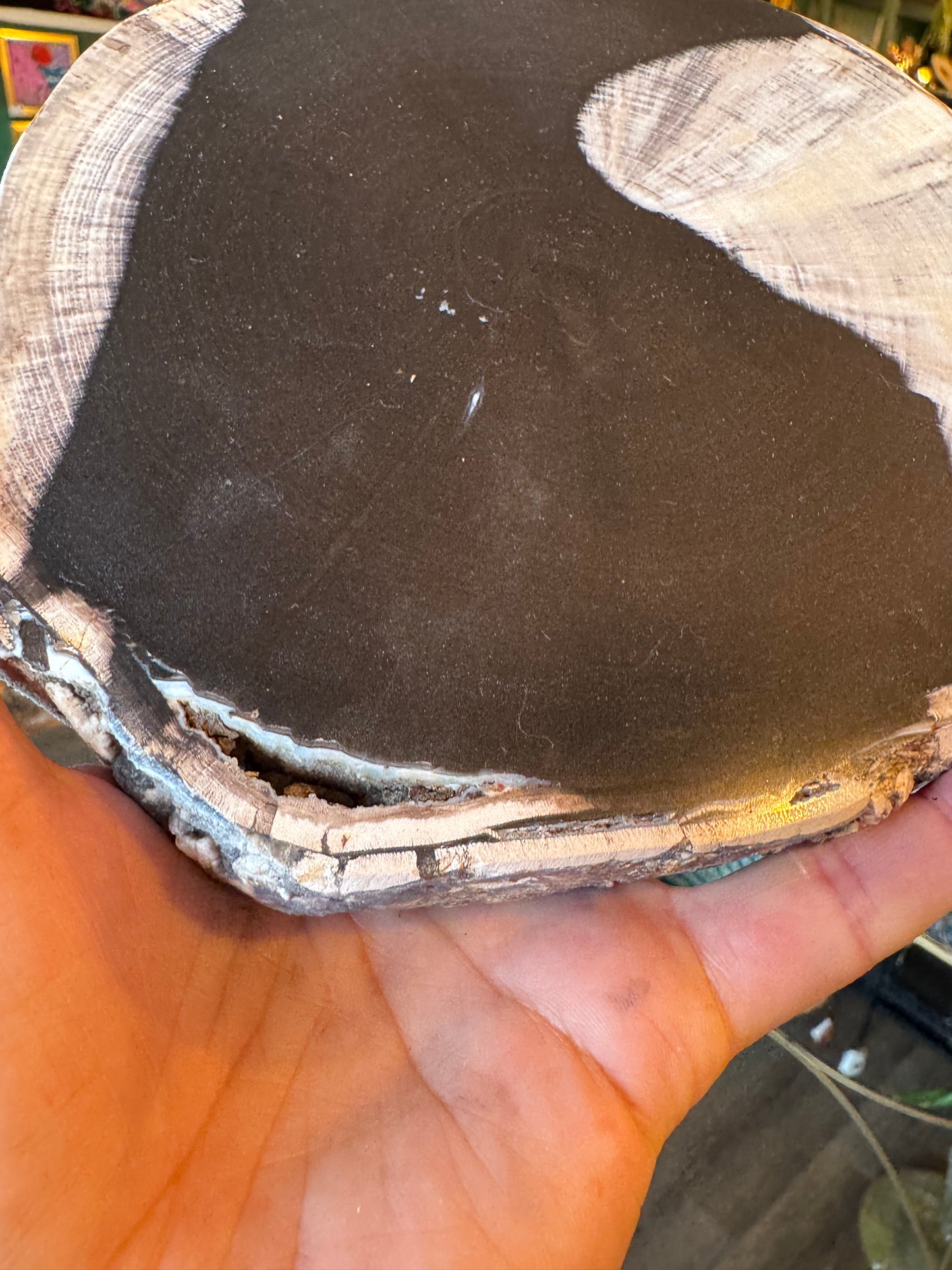 Petrified Wood Slab 2.5 lb with stand - Mexico - Moon Room Shop and Wellness