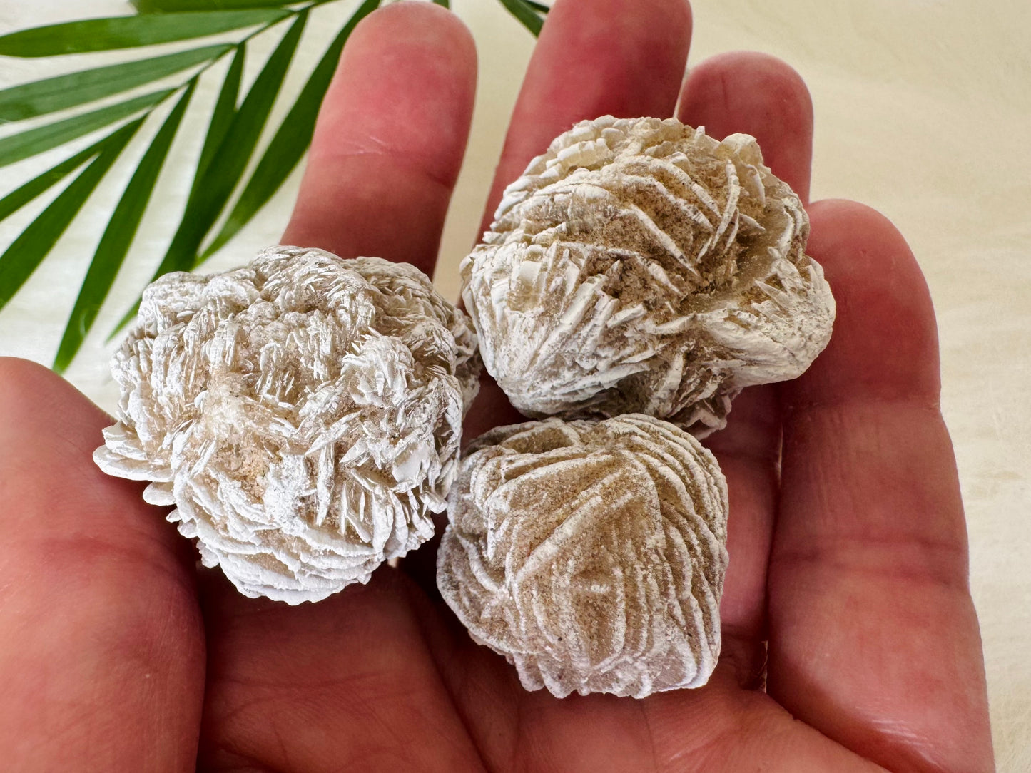 Desert Rose Selenite - Moon Room Shop and Wellness