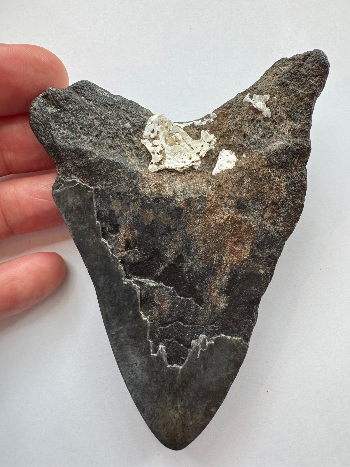 Megalodon Tooth -Fossil Shark Tooth -98 g - Moon Room Shop and Wellness