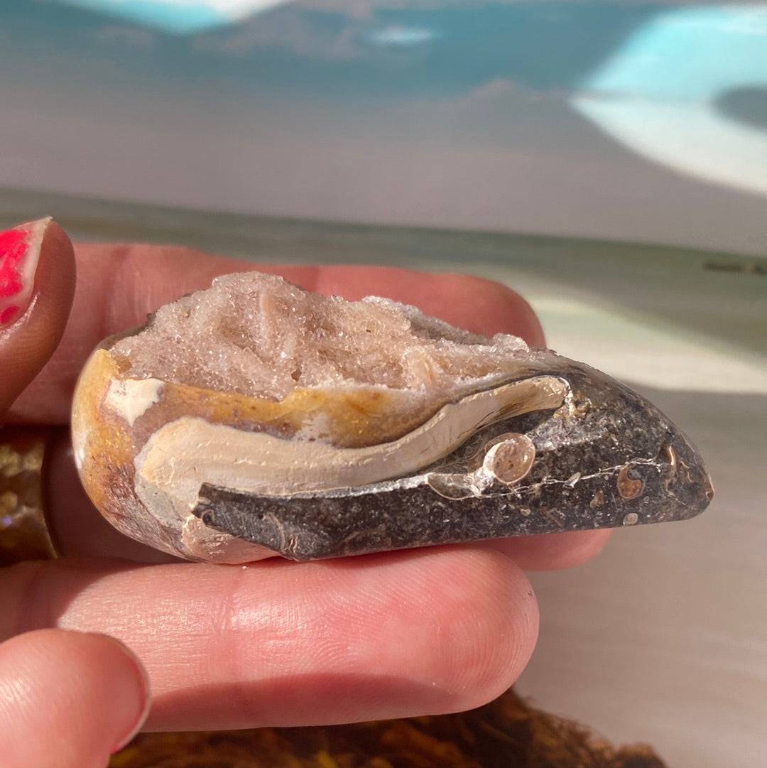 Spiralite Fossilized Gemshell 37 g India - Moon Room Shop and Wellness