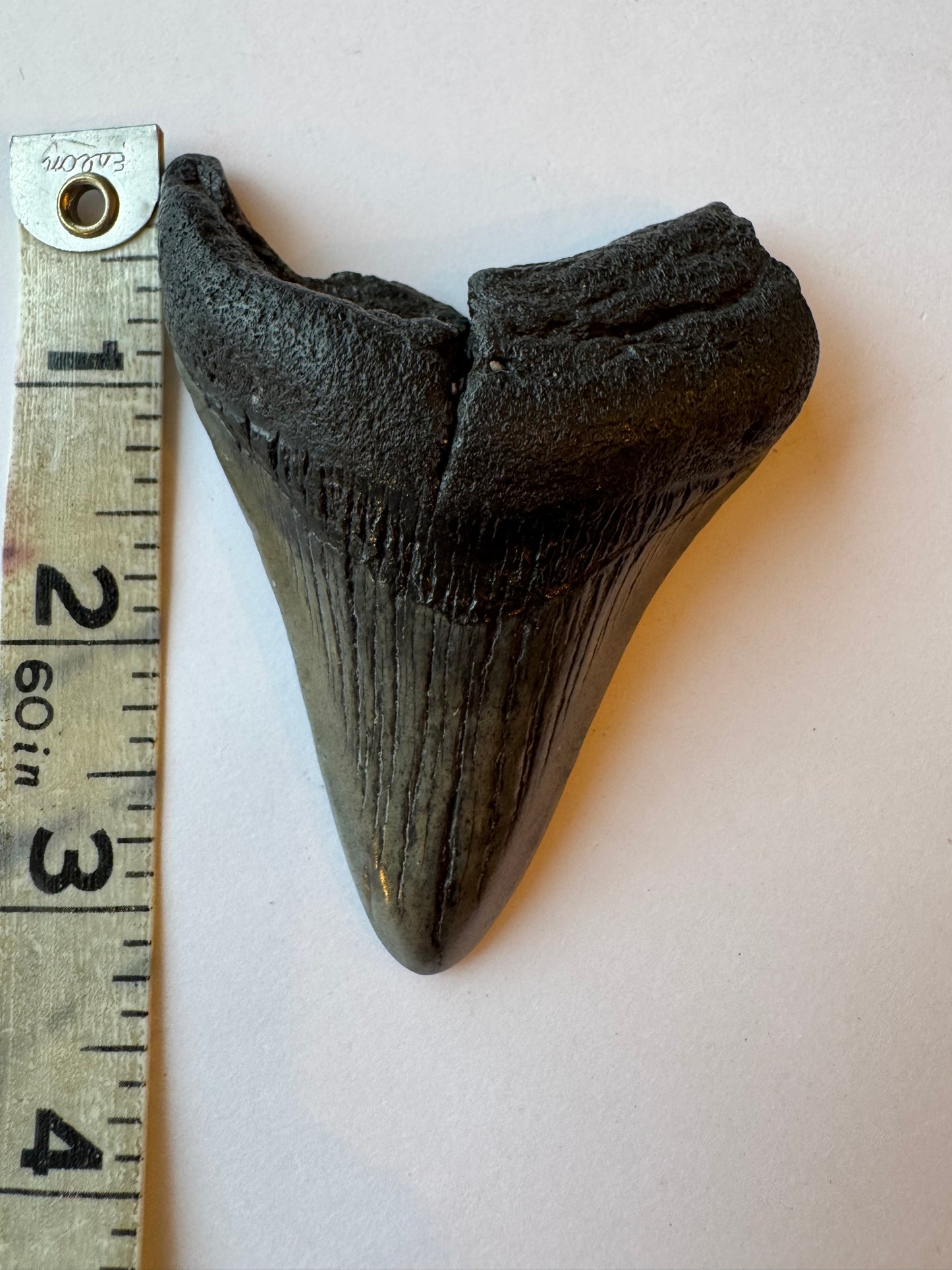 Megalodon Tooth -Fossil Shark Tooth -76 g - Moon Room Shop and Wellness