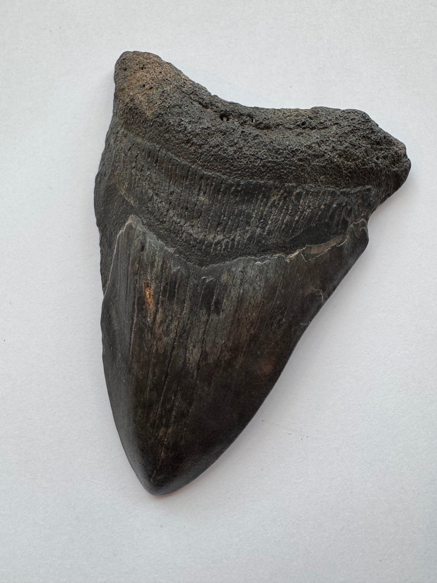 Megalodon Tooth -Fossil Shark Tooth -98 g - Moon Room Shop and Wellness