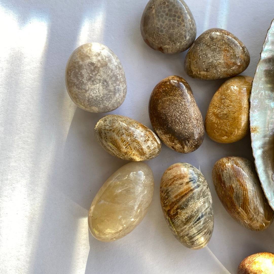 Agatized Fossilized Coral Tumbled - Moon Room Shop and Wellness