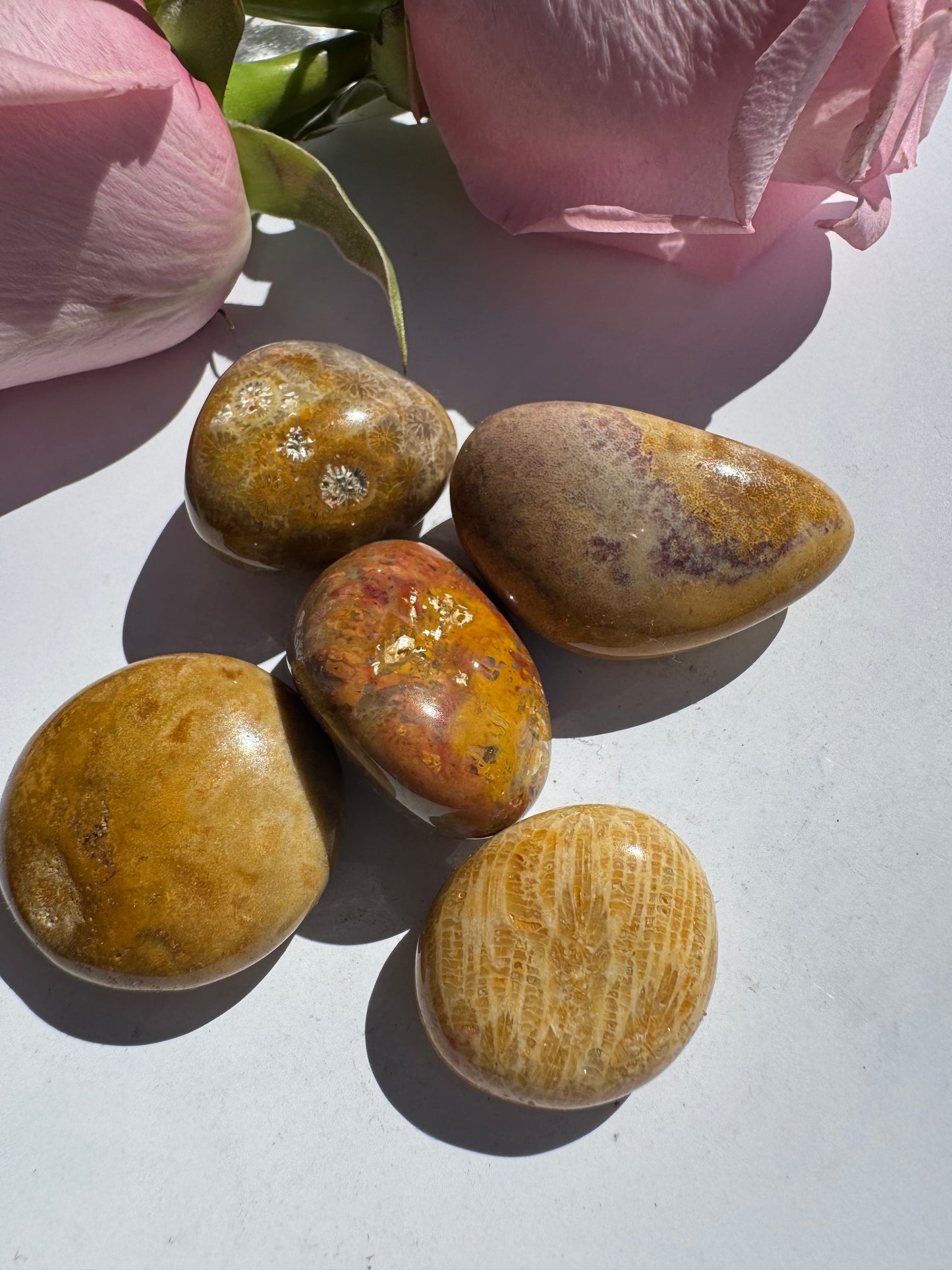 Agatized Fossilized Coral Tumbled - Moon Room Shop and Wellness