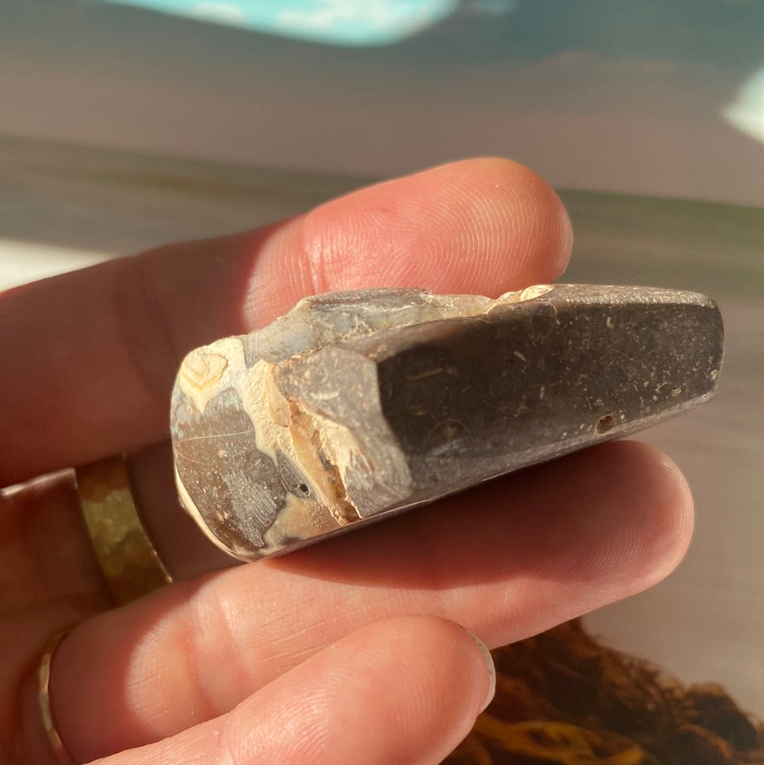 Fossilized Spiralite Quartz Shell 39 g - Moon Room Shop and Wellness