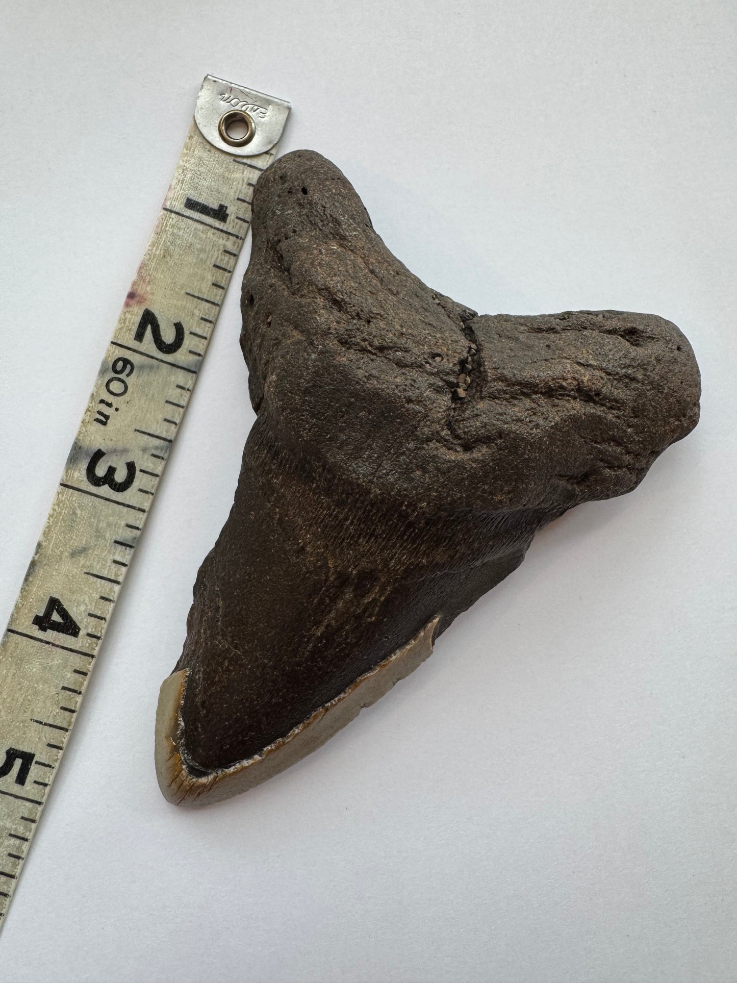 Megalodon Tooth -Fossil Shark Tooth -200 g - Moon Room Shop and Wellness