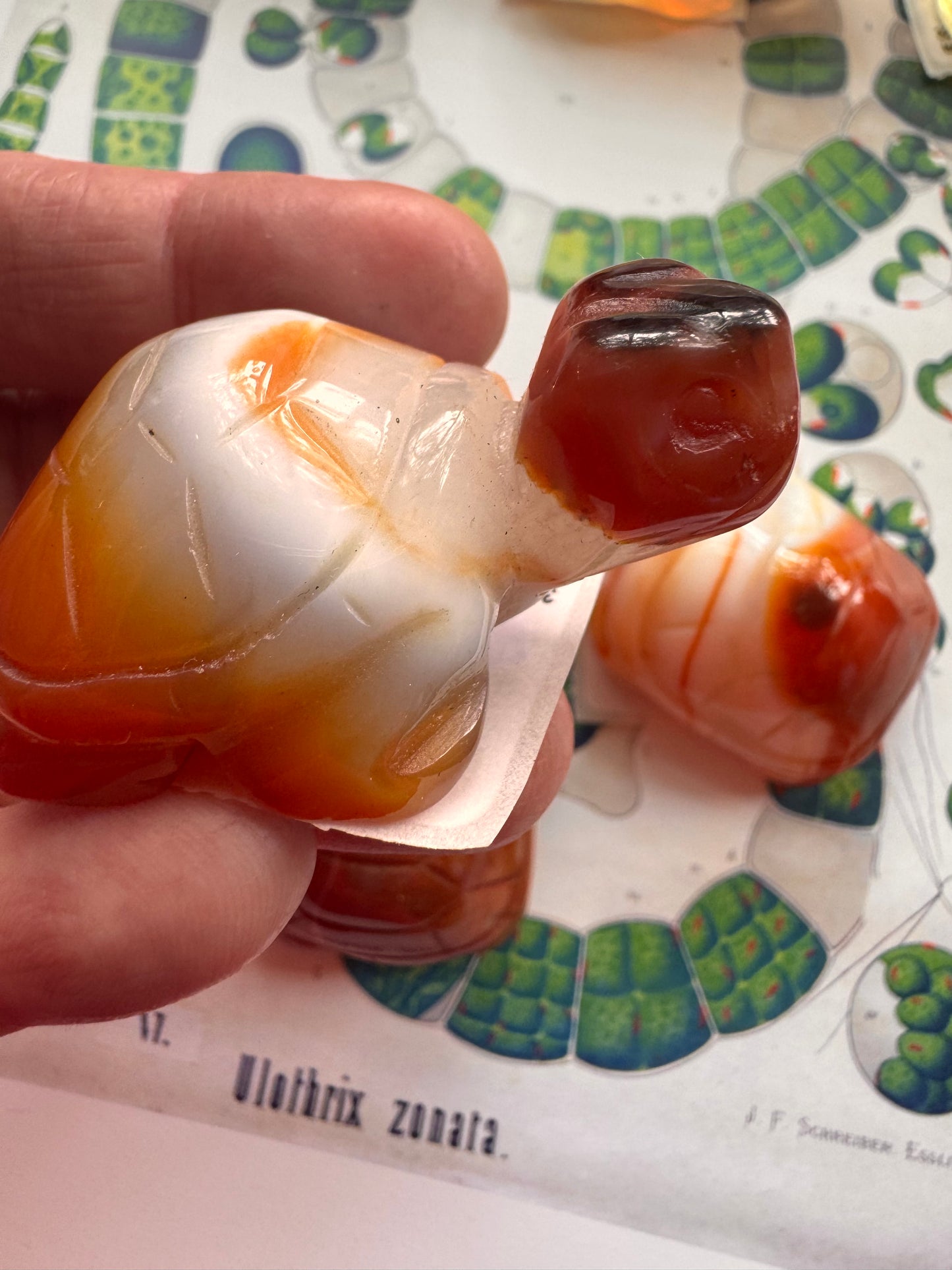 Carnelian Turtle - Moon Room Shop and Wellness