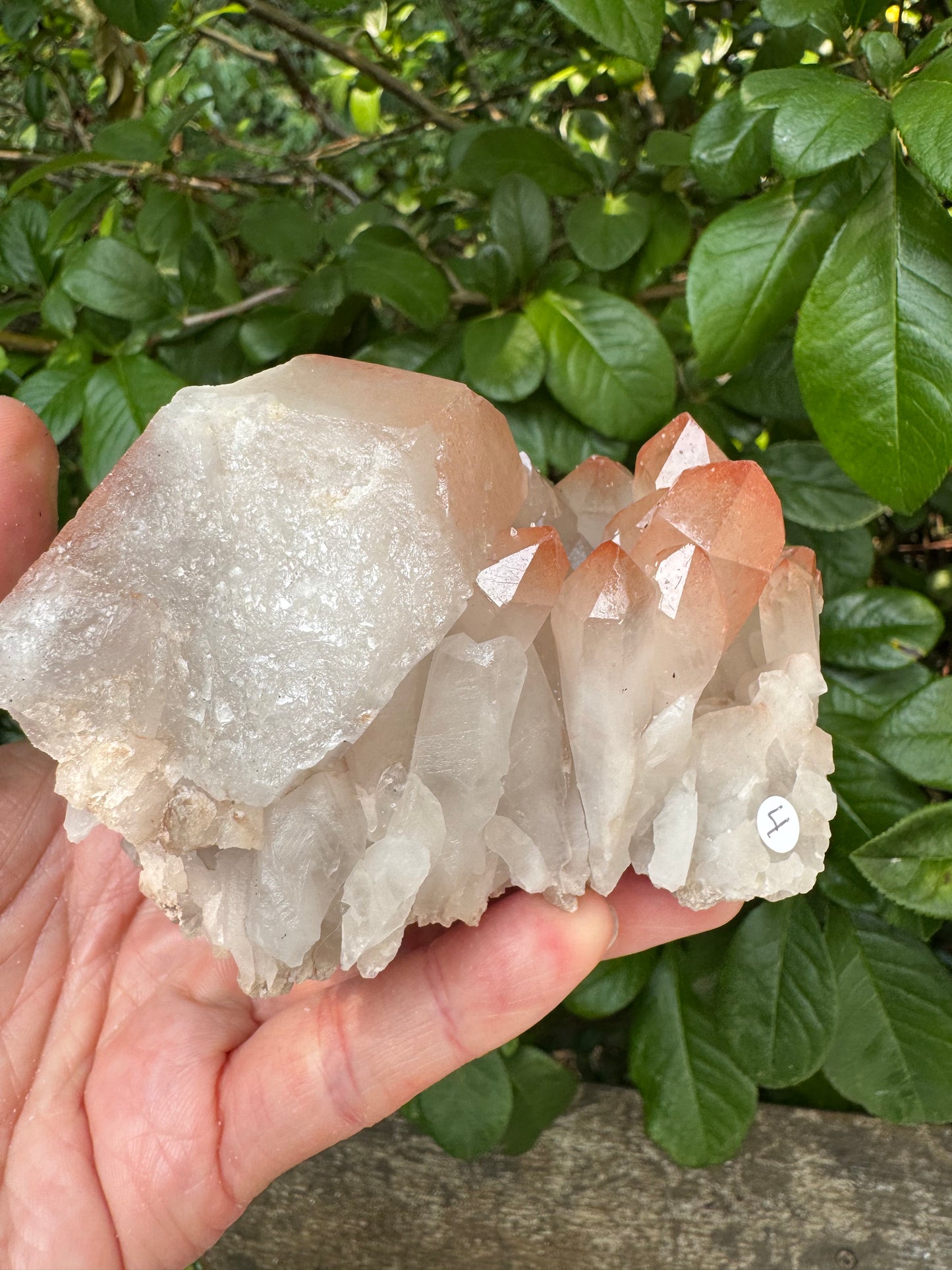 Pink Lithium Quartz Cluster 456 g - Brazil- Peaceful Beauty! - Moon Room Shop and Wellness