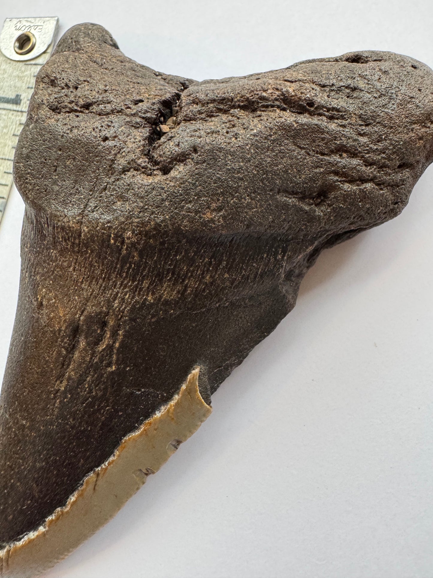 Megalodon Tooth -Fossil Shark Tooth -200 g - Moon Room Shop and Wellness