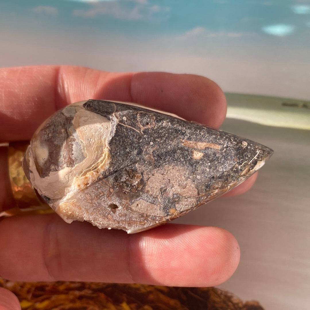 Spiralite Fossilized Gemshell 37 g India - Moon Room Shop and Wellness