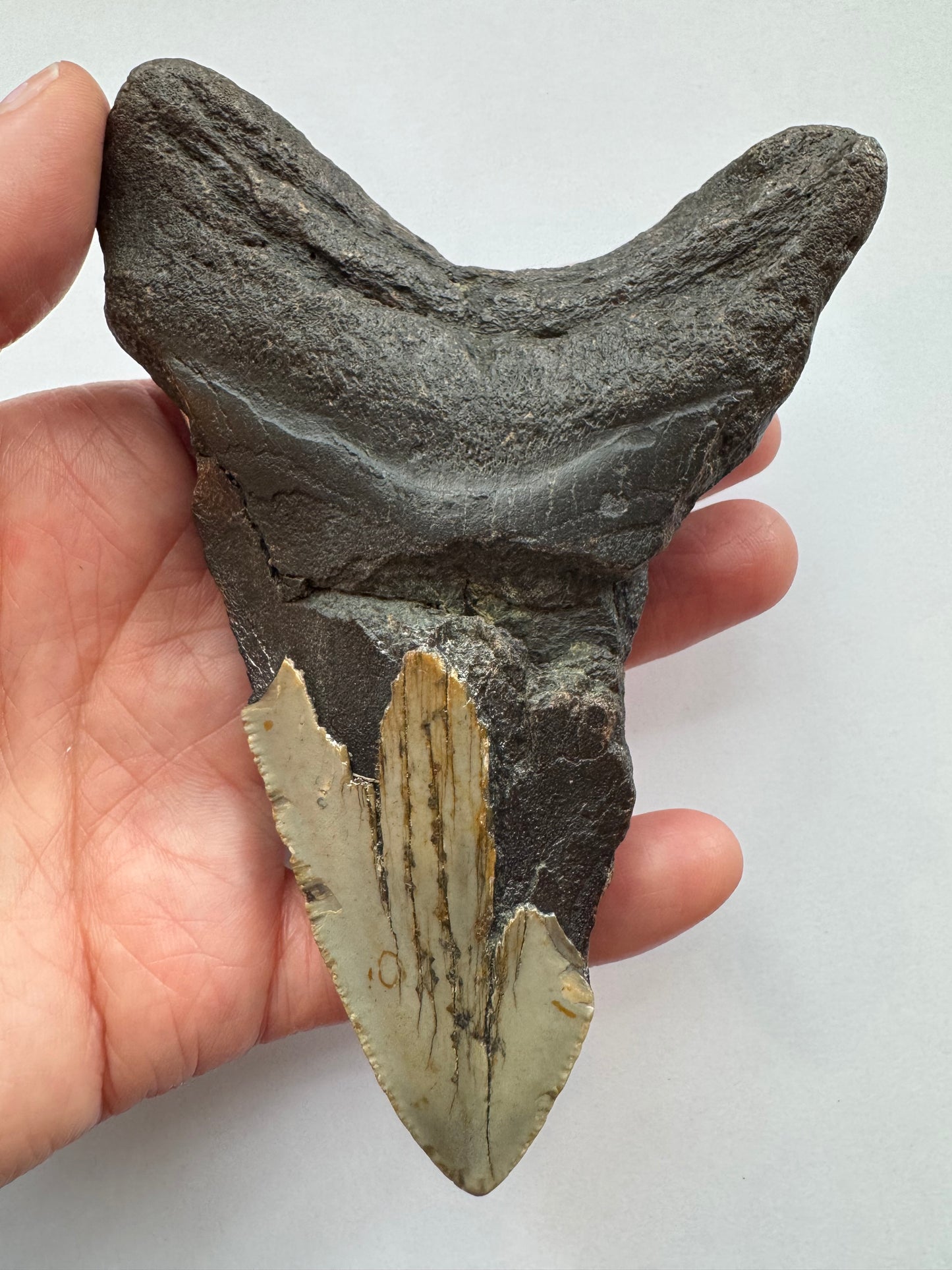 Megalodon Tooth -Fossil Shark Tooth -200 g - Moon Room Shop and Wellness