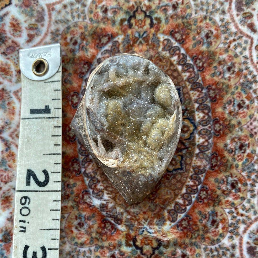 Spiralite Fossilized Gemshell 39 g - Moon Room Shop and Wellness