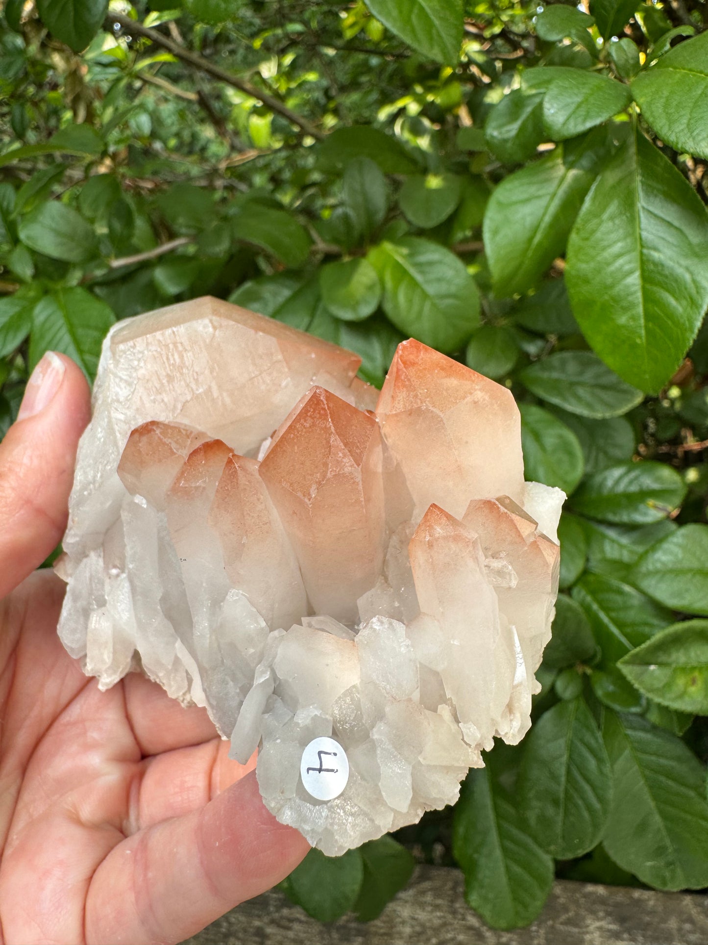 Pink Lithium Quartz Cluster 456 g - Brazil- Peaceful Beauty! - Moon Room Shop and Wellness