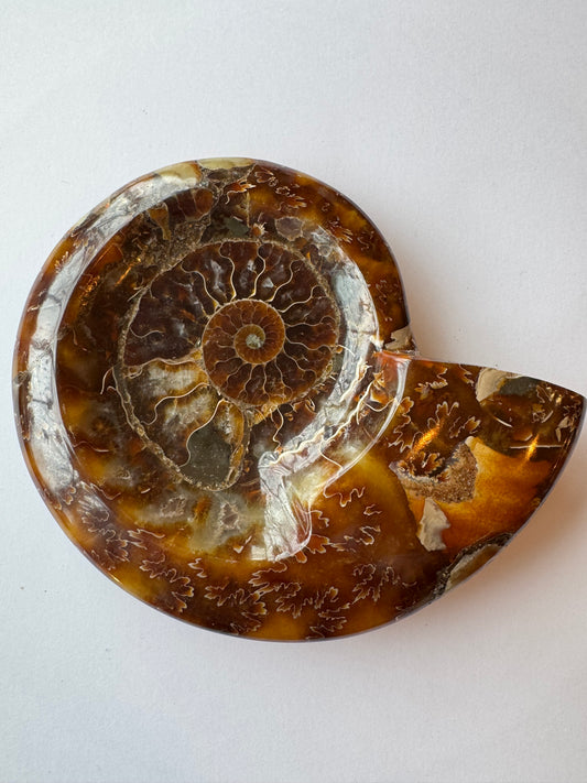 Ammonite Fossil Bowl 322 g Mexico - Moon Room Shop and Wellness