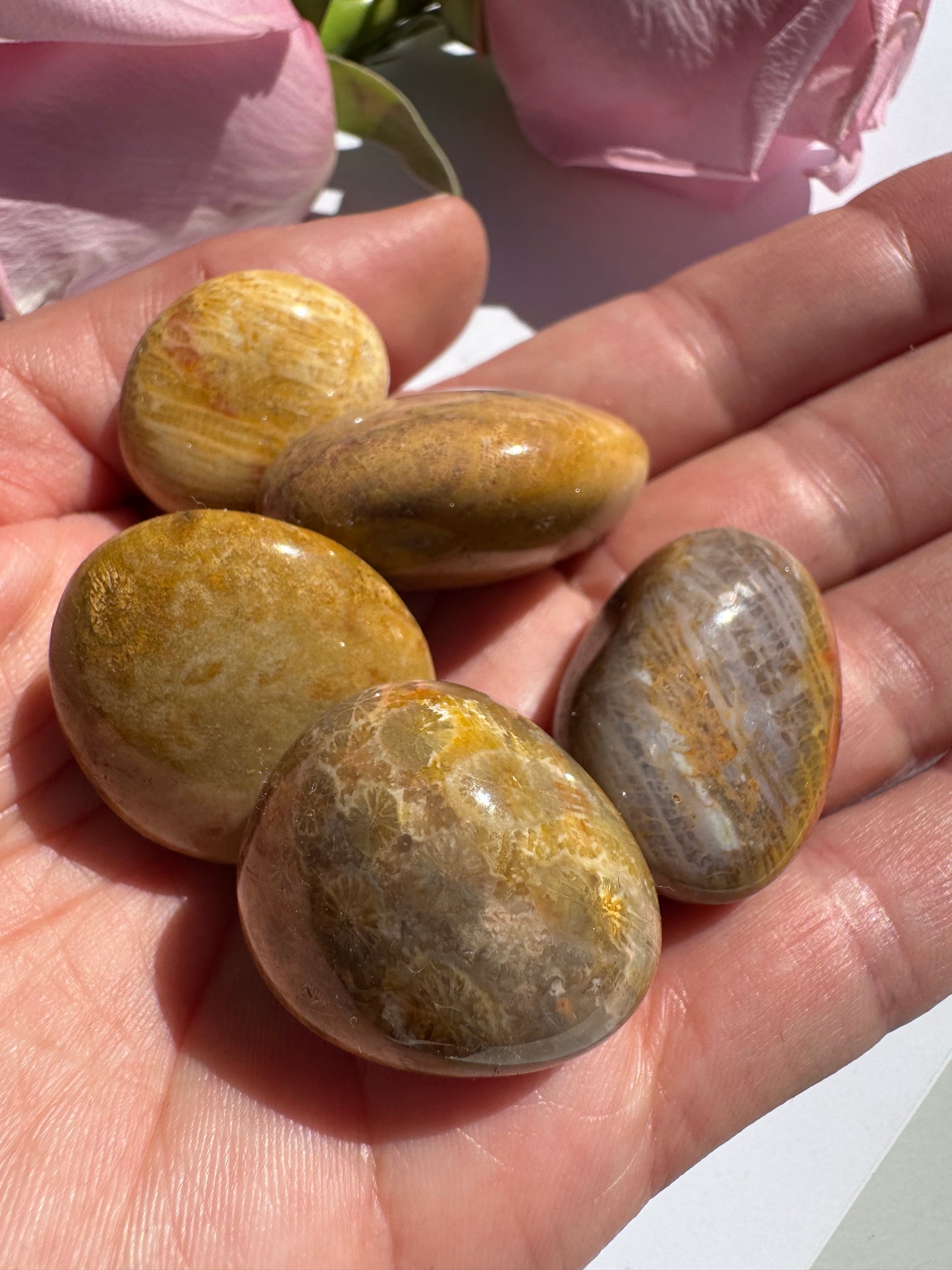 Agatized Fossilized Coral Tumbled - Moon Room Shop and Wellness