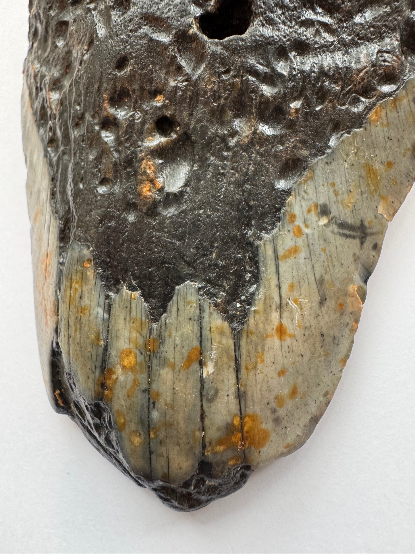Megalodon Tooth -Fossil Shark Tooth -244 g - Moon Room Shop and Wellness