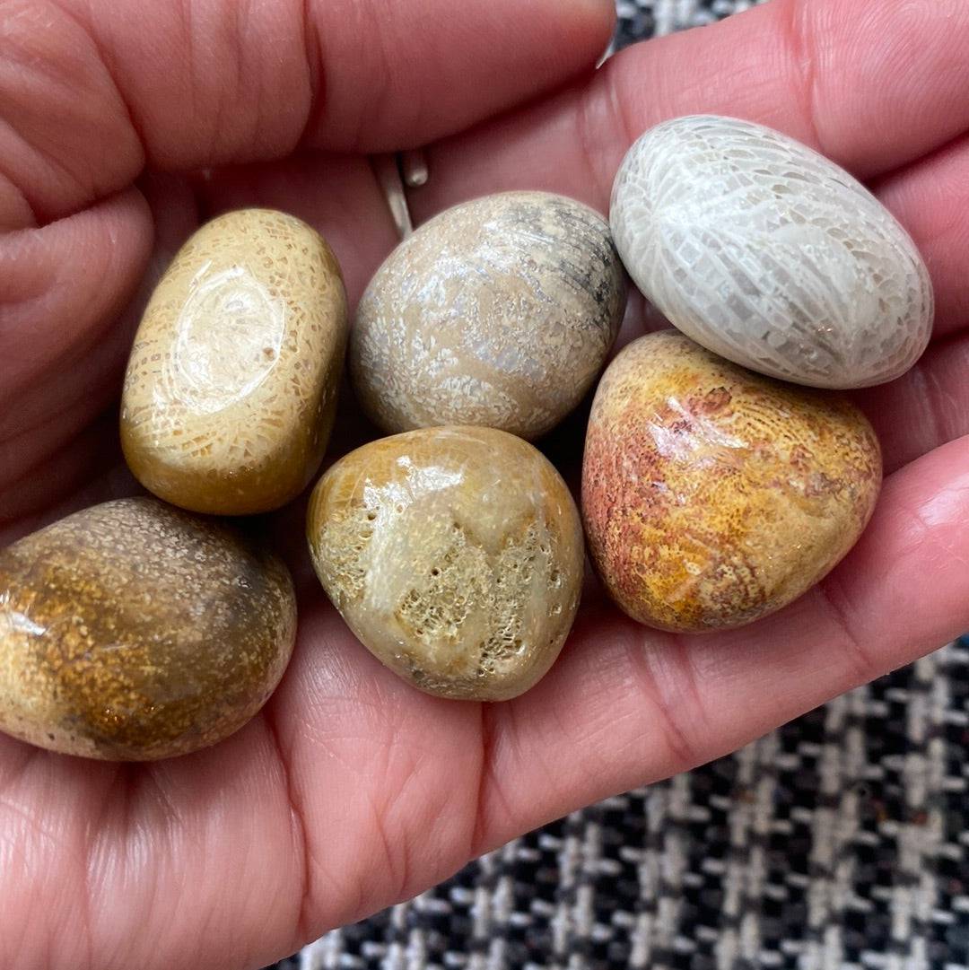 Agatized Fossilized Coral Tumbled - Moon Room Shop and Wellness