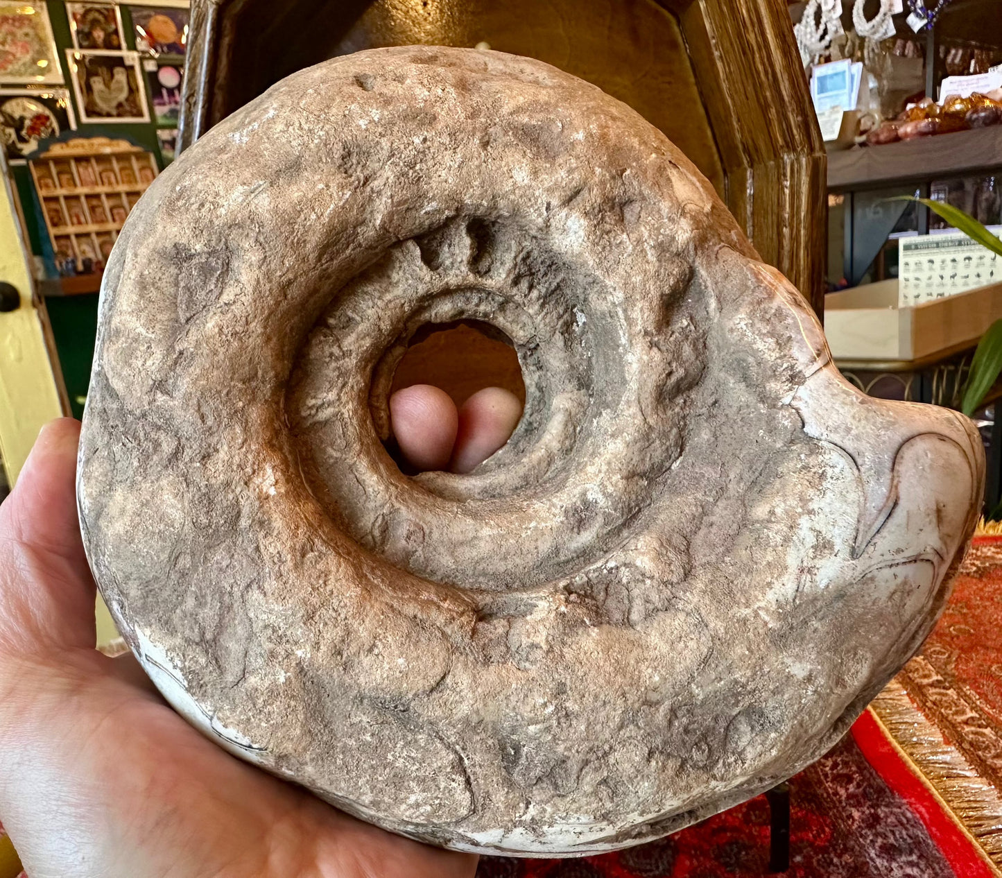 Large Indonesian Ammonite Cut and Polished 6.07 lbs - Moon Room Shop and Wellness